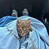 kitten, cat, denim_jacket, lap, car_interior, white_shoes, footwear, cozy, cute, pet, animal, feline, casual, travel, relaxing, soft_texture, closeup, young_cat, indoor, comfort