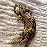 Benji joined the competition — help win amazing prizes! kitten, cat, sleeping, tabby, fur, fluffy_blanket, pet, cute, animal, resting, cozy, indoor, soft_texture, small, mammal, whiskers, relaxed, young, nap, domestic_cat