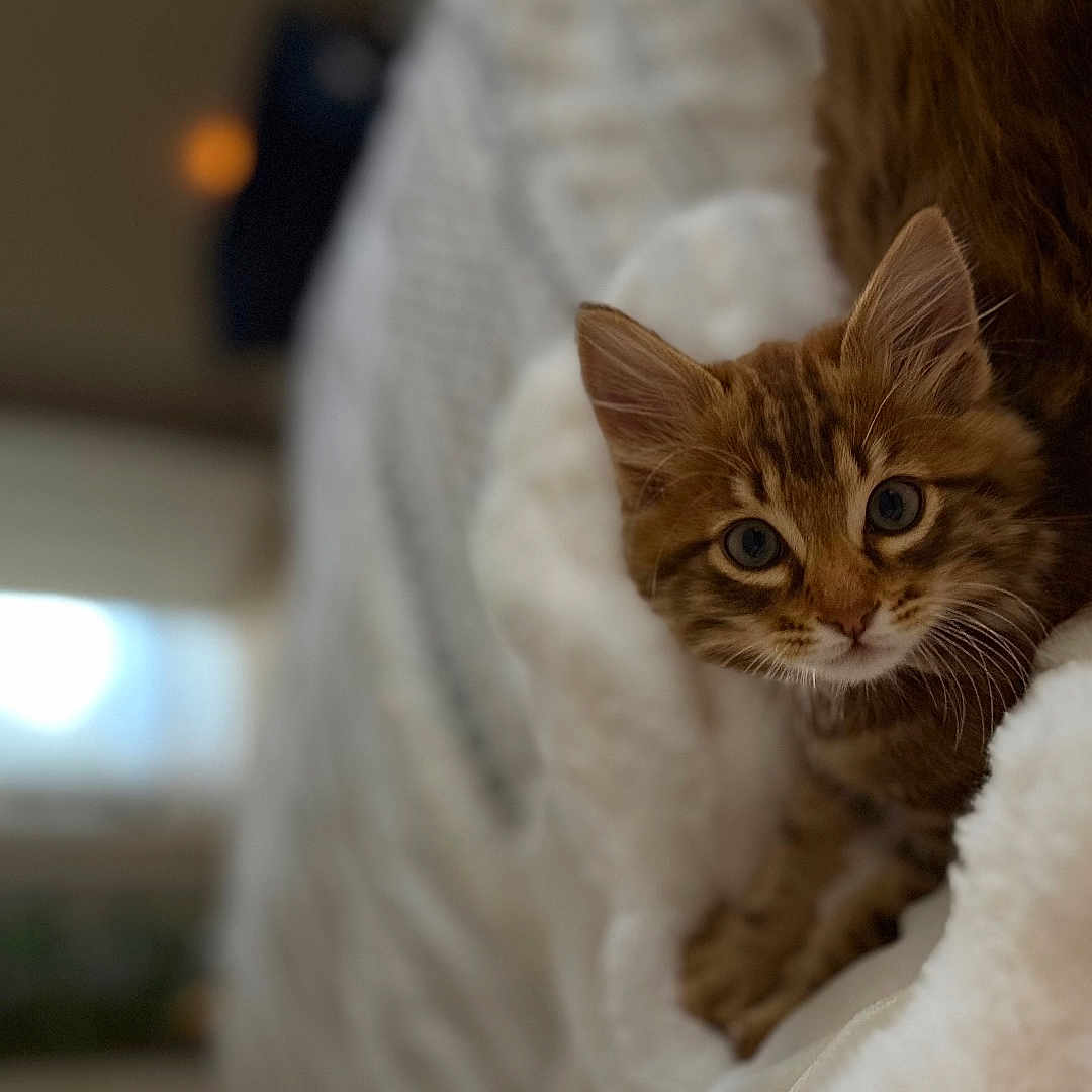 Benji