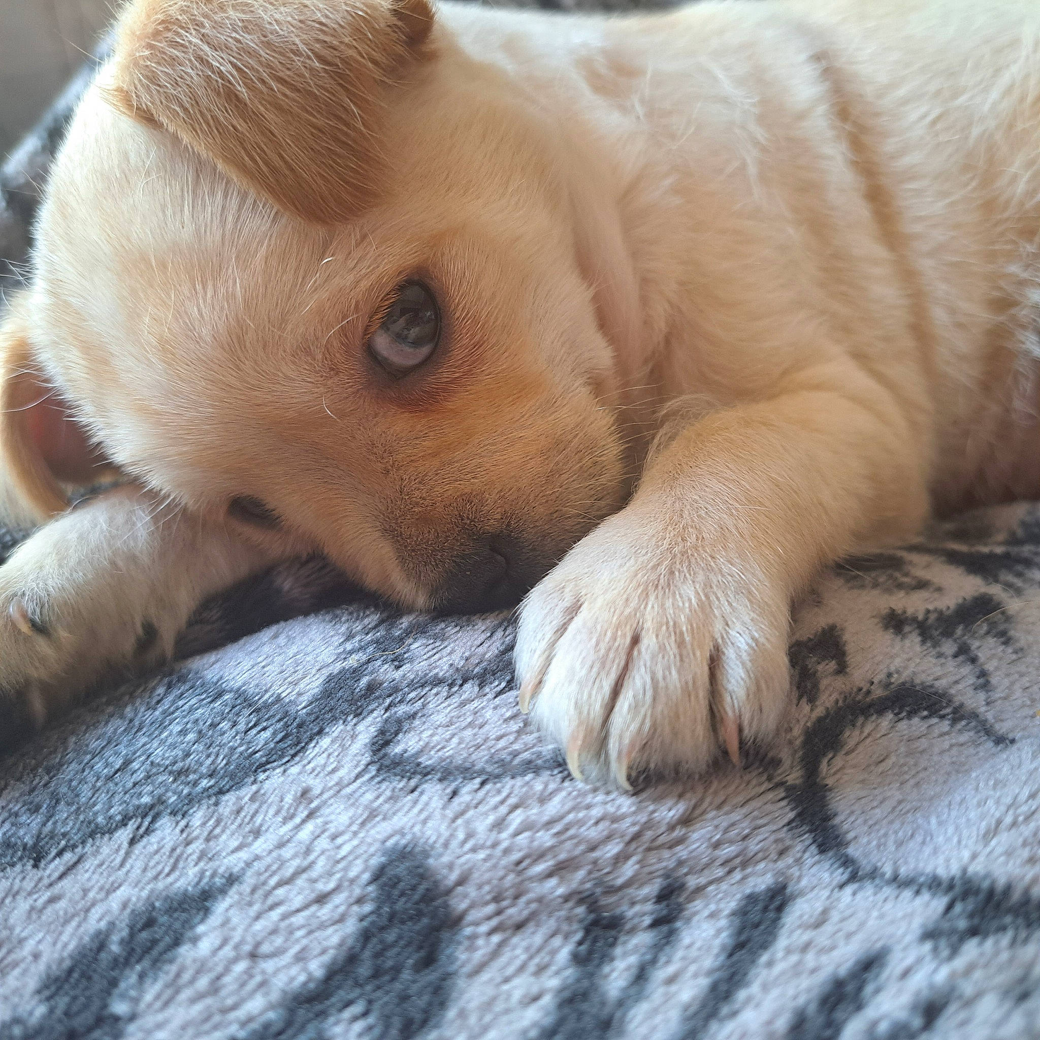 Bjorn a rejoint le concours — aidez-le/la à gagner de superbes lots ! canidae, carnivore, claw, comfort, companion_dog, dog, dog_breed, ear, fawn, fur, paw, retriever, snout, sporting_group, terrestrial_animal, whiskers, wood, working_animal