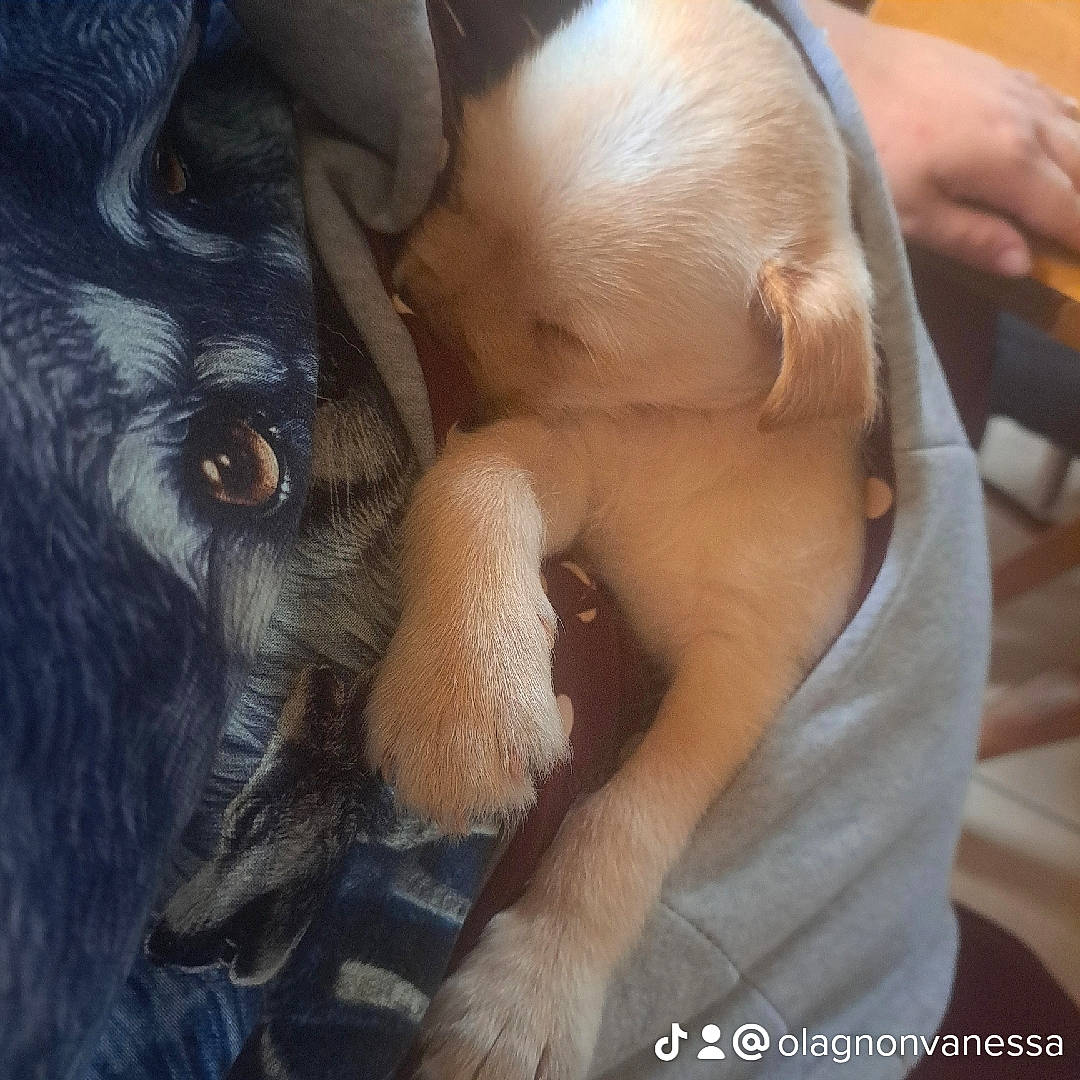 Bjorn participe au concours pour gagner de l'argent avec cette photo : carnivore, comfort, companion_dog, dog_breed, ear, eyebrow, eyelash, fawn, felidae, finger, gesture, jaw, long_hair, mammal, nail, small_to_medium_sized_cats, snout, sporting_group, whiskers, wrinkle
