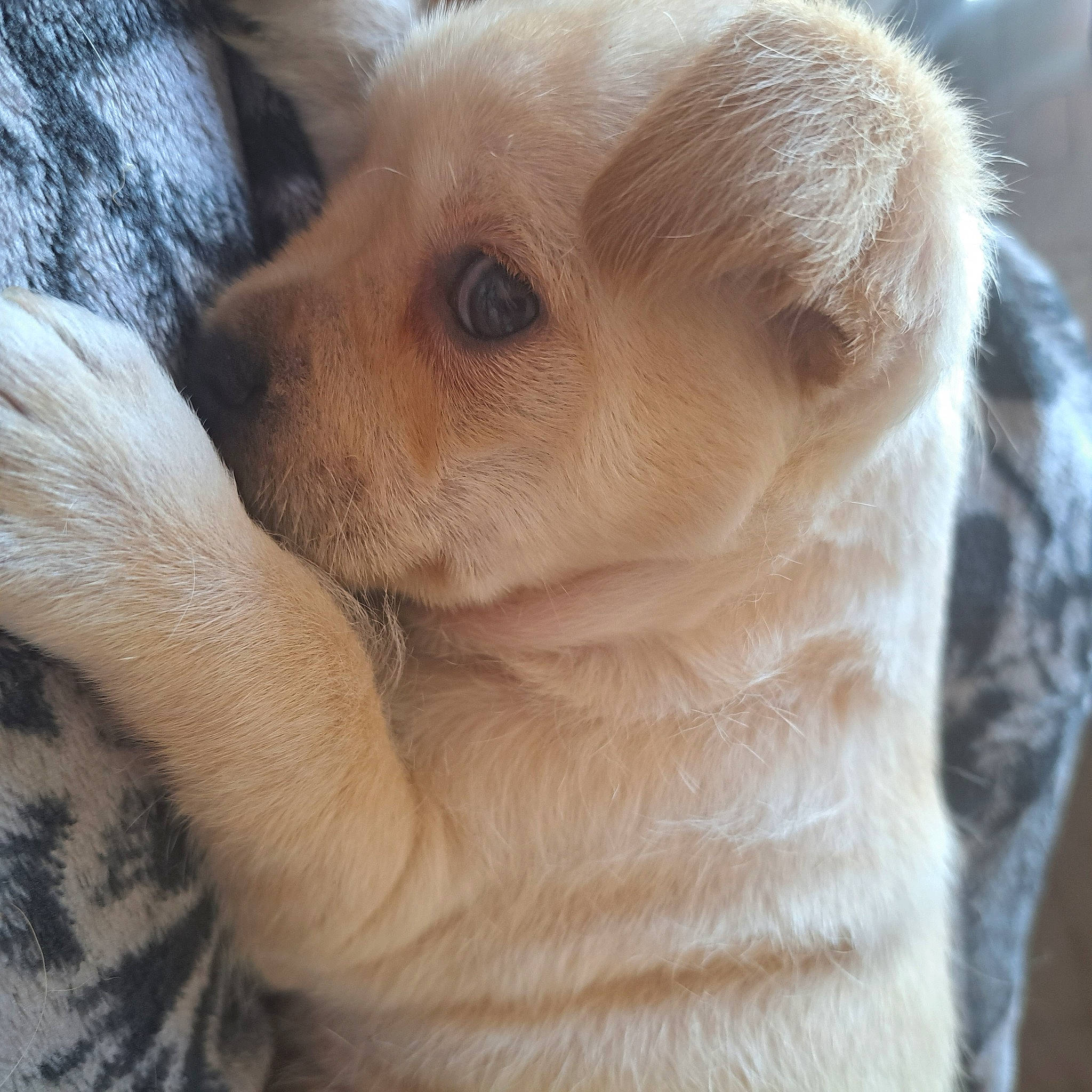 Bjorn a rejoint le concours — aidez-le/la à gagner de superbes lots ! canidae, carnivore, companion_dog, dog, dog_breed, ear, eyelash, fawn, fur, german_spitz_mittel, paw, snout, spitz, sporting_group, terrestrial_animal, toy_dog, volpino_italiano, whiskers, wildlife, working_animal