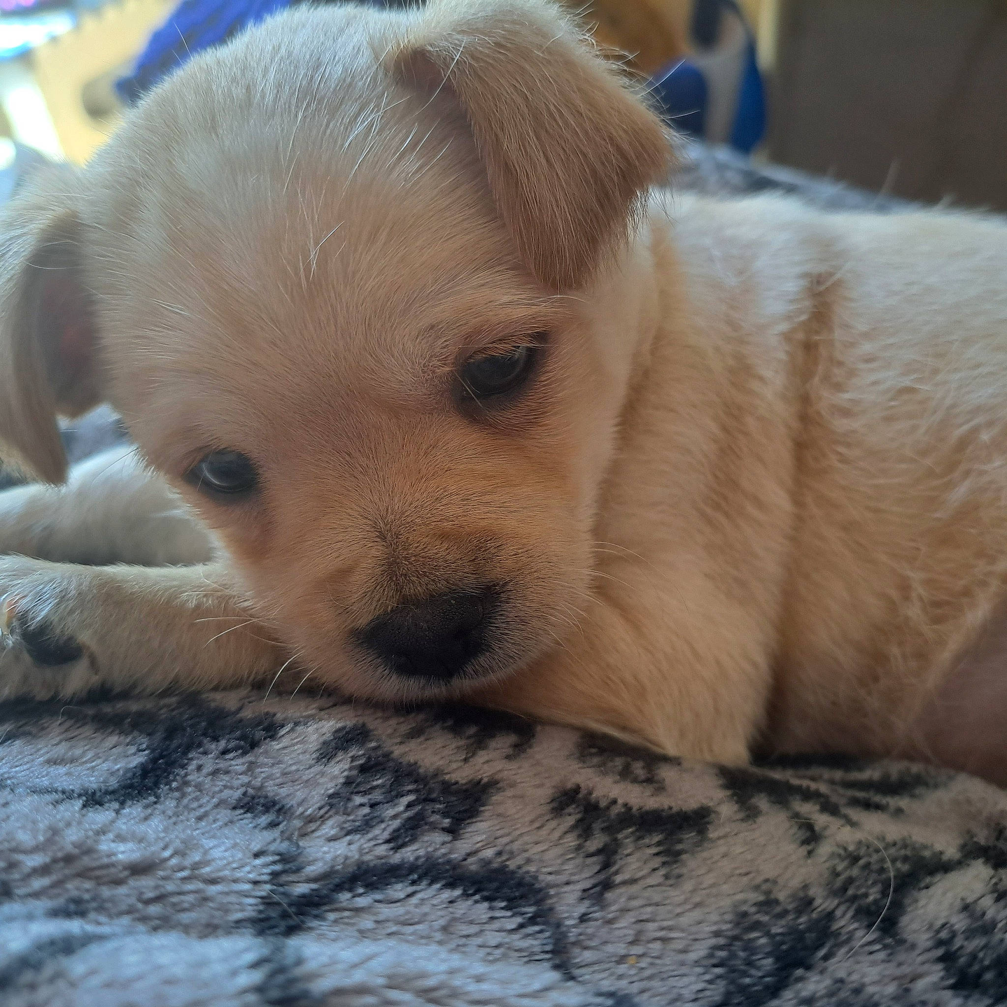 Bjorn a rejoint le concours — aidez-le/la à gagner de superbes lots ! canidae, carnivore, companion_dog, dog, dog_breed, fur, nap, non_sporting_group, paw, puppy, puppy_love, sporting_group, street_dog, terrestrial_animal, toy_dog, whiskers, working_animal