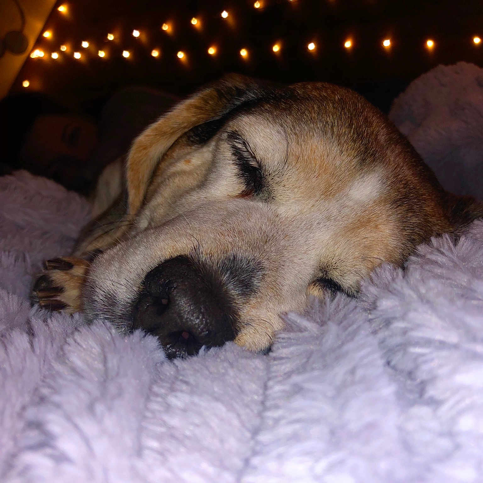 Rosie