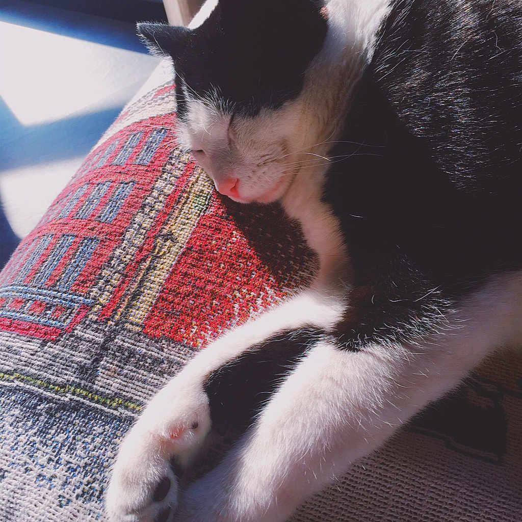 Lloyd joined the competition — help win amazing prizes! carnivoran, cat, cat_like_mammal, ear, eye, fur, hand, kitten, mammal, organ, paw, small_to_medium_sized_cats, snout, whiskers