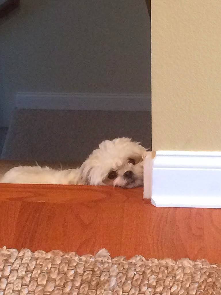 Gizzy joined the competition — help win amazing prizes! bichon, bichon_frise, bolognese, bolonka, canidae, carnivore, cavachon, cockapoo, dog, dog_breed, havanese, maltepoo, maltese, non_sporting_group, puppy, shih_tzu, sporting_group, tibetan_terrier, toy_dog, toy_poodle