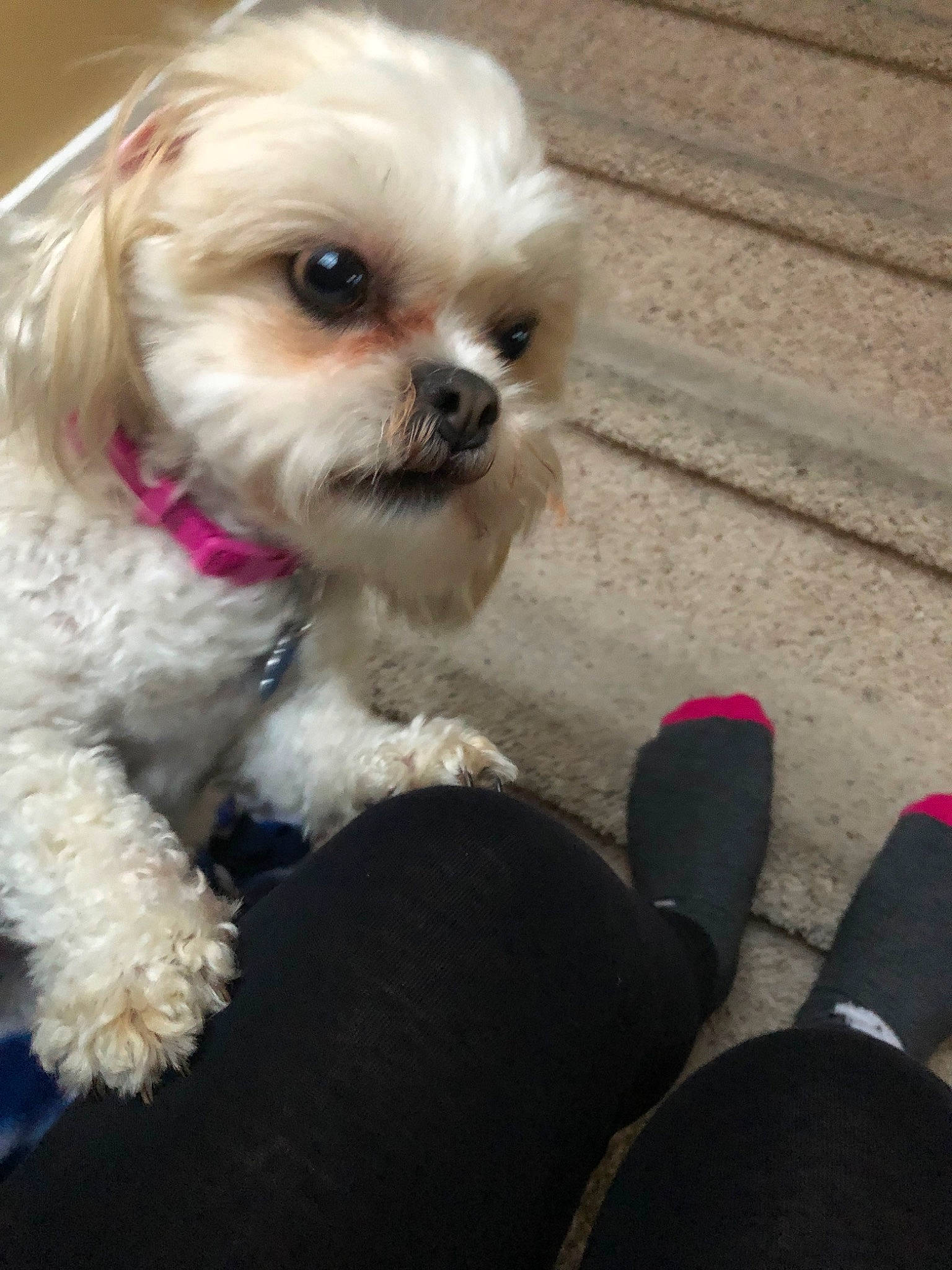 Gizzy is registered to the contest to win money with this photo: canidae, carnivore, cavachon, chinese_imperial_dog, companion_dog, dog, dog_breed, mal_shi, maltepoo, maltese, mammal, morkie, pekapoo, poodle_crossbreed, puppy, schnoodle, shih_poo, shih_tzu, snout, vertebrate