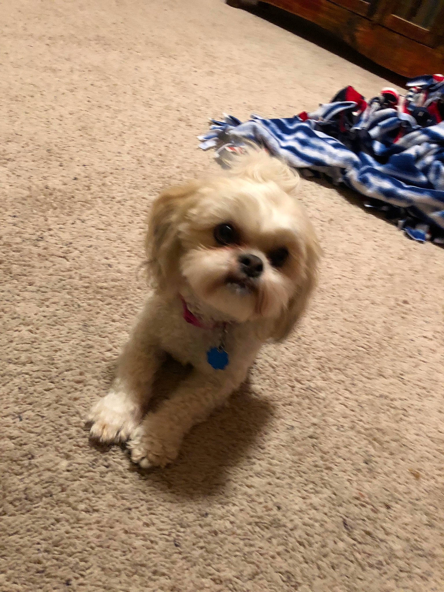 Gizzy is registered to the contest to win money with this photo: canidae, carnivore, cavachon, chinese_imperial_dog, cockapoo, companion_dog, dog, dog_breed, lhasa_apso, maltepoo, maltese, mammal, morkie, pekapoo, poodle_crossbreed, puppy, schnoodle, shih_tzu, toy_poodle, vertebrate