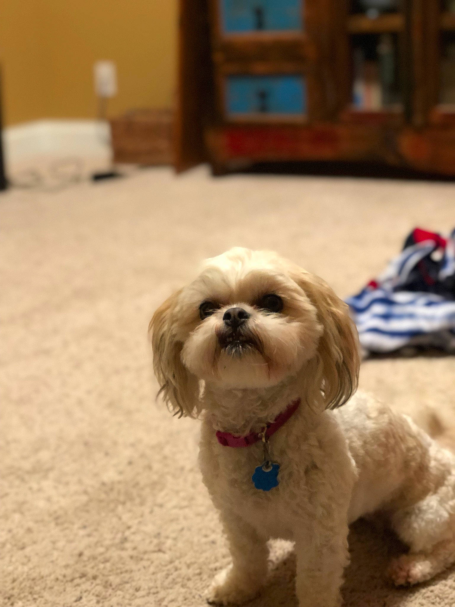 Gizzy is registered to the contest to win money with this photo: canidae, carnivore, cavachon, cavapoo, cockapoo, companion_dog, dog, dog_breed, havanese, lhasa_apso, maltepoo, maltese, mammal, petit_basset_griffon_vendeen, poodle_crossbreed, puppy, shih_poo, shih_tzu, snout, vertebrate