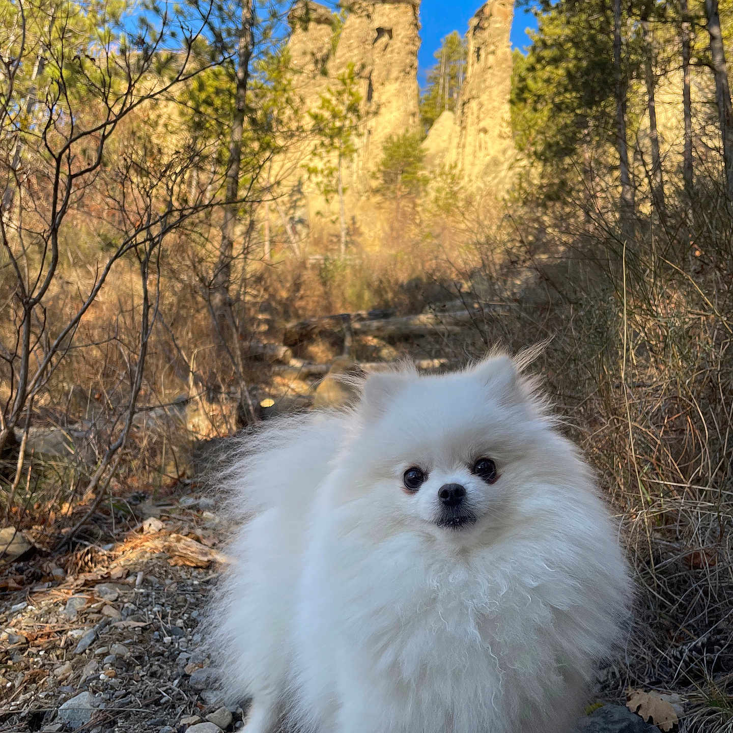 Naquilla a rejoint le concours — aidez-le/la à gagner de superbes lots ! animal, blue_sky, curious, dog, dry_grass, fluffy, forest, nature, outdoor, pet, pomeranian, portrait, rocky_path, sandstone_rocks, small_dog, sunlight, trail, trees, white, wildlife