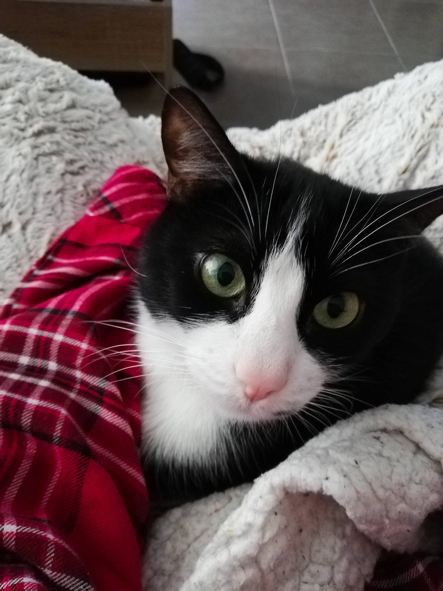 Kuzco a rejoint le concours — aidez-le/la à gagner de superbes lots ! carnivore, cat, claw, comfort, domestic_short_haired_cat, felidae, fur, monochrome_photography, nap, pattern, paw, plaid, sky, small_to_medium_sized_cats, snout, square, tail, tartan, tree, whiskers