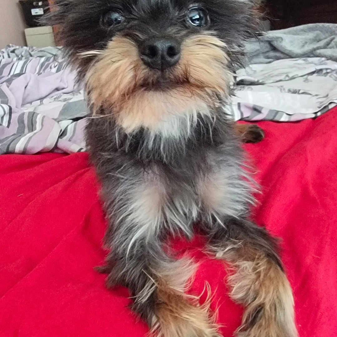Uno participe au concours pour gagner de l'argent avec cette photo : animal, bed, blanket, cozy, cute, dog, ears, eyes, fur, furniture, home, indoor, looking_at_camera, pet, portrait, red_blanket, scruffy, small_dog, striped_sheets, whiskers