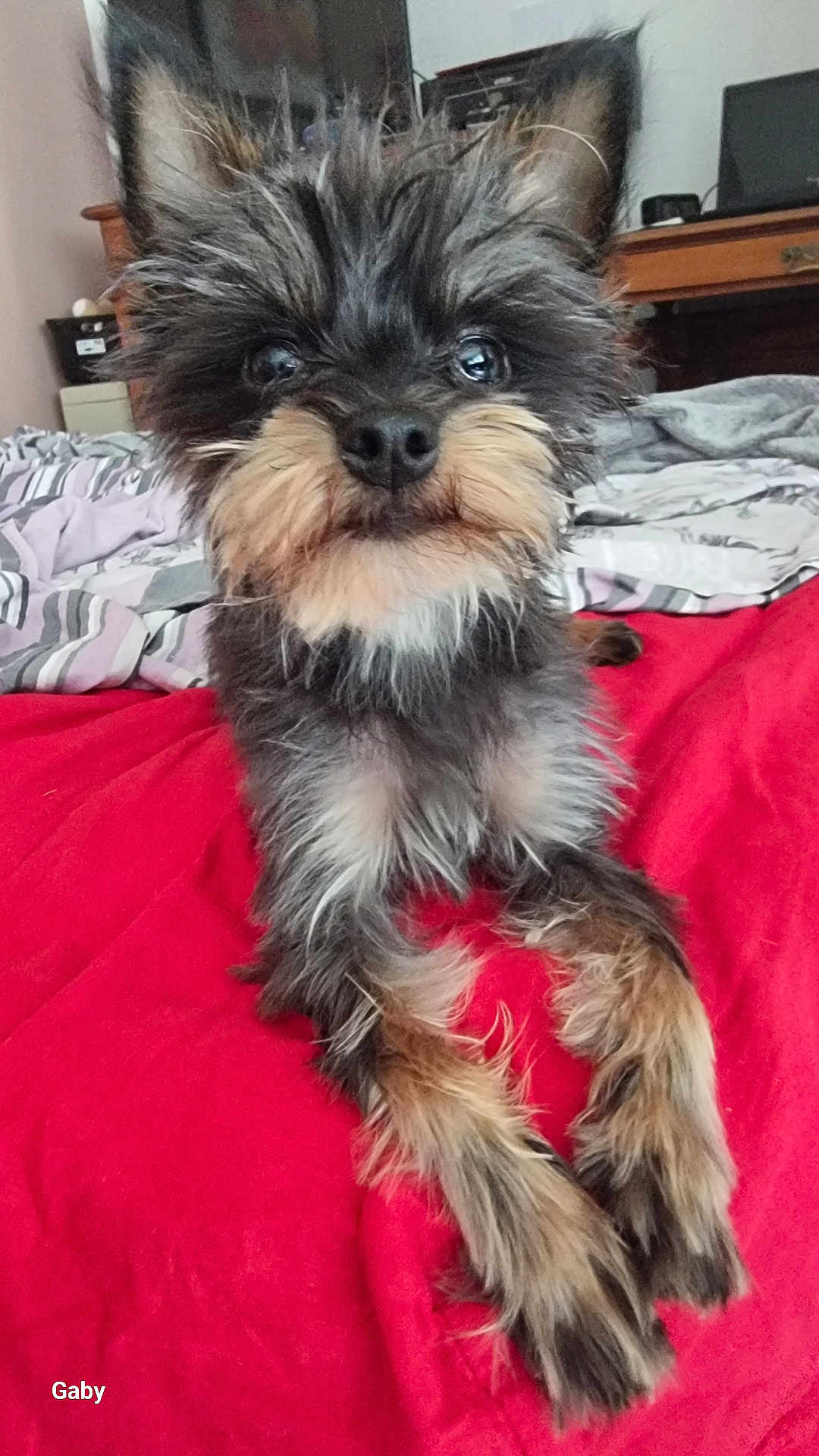 Uno participe au concours pour gagner de l'argent avec cette photo : dog, pet, indoor, bed, blanket, fur, cute, animal, small_dog, scruffy, looking_at_camera, cozy, portrait, furniture, home, red_blanket, striped_sheets, ears, whiskers, eyes