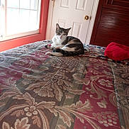 Gus joined the competition — help win amazing prizes! cat, bed, blanket, window, door, indoor, sunlight, furniture, pattern, red, white, brown, relaxed, pet, resting, cozy, room, wood, fabric, quiet