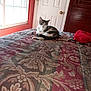 cat, bed, blanket, window, door, indoor, sunlight, furniture, pattern, red, white, brown, relaxed, pet, resting, cozy, room, wood, fabric, quiet