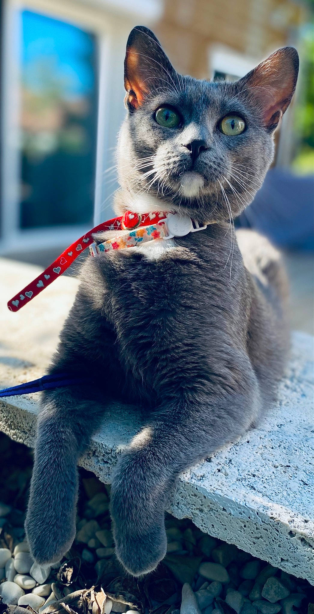 Saga participe au concours pour gagner de l'argent avec cette photo : azure, blue, carnivore, cat, domestic_short_haired_cat, electric_blue, fawn, felidae, fur, grey, mammal, paw, photograph, russian_blue, small_to_medium_sized_cats, snapshot, snout, tail, terrestrial_animal, whiskers