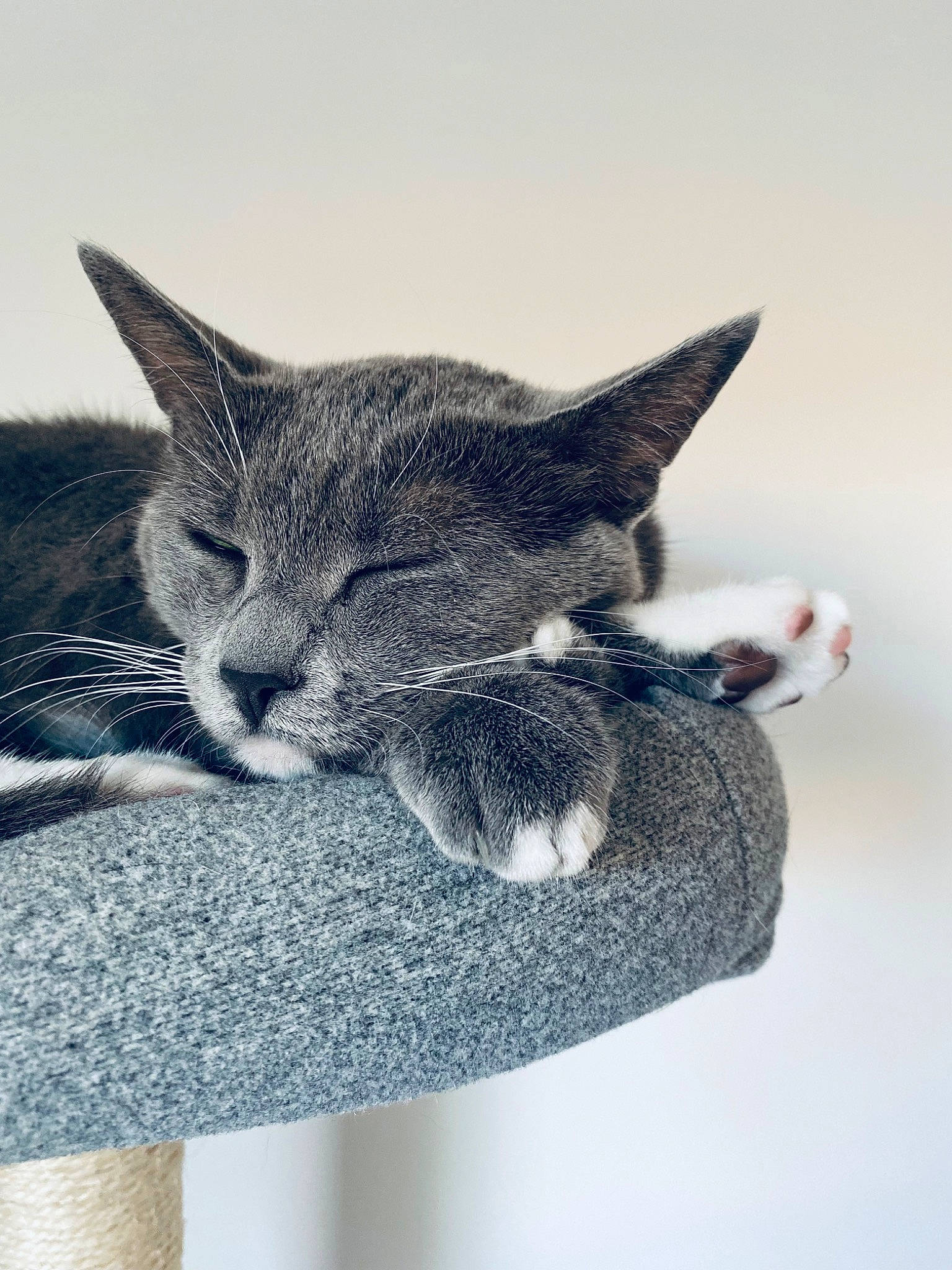 Saga participe au concours pour gagner de l'argent avec cette photo : carnivore, cat, cat_supply, claw, domestic_short_haired_cat, ear, felidae, fur, gesture, grey, paw, plant, sky, small_to_medium_sized_cats, snout, tail, tree, twig, vertebrate, whiskers