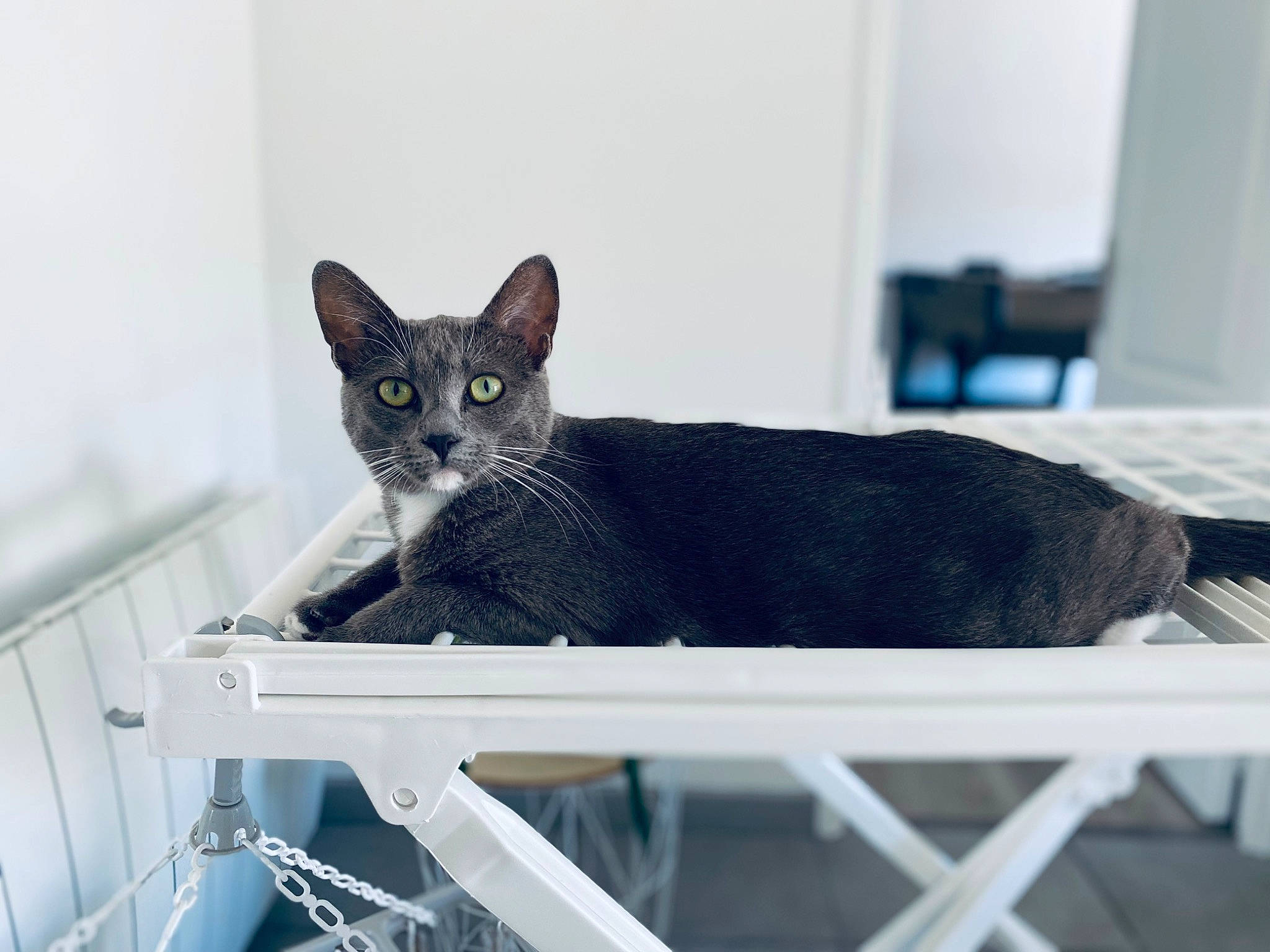 Saga a rejoint le concours — aidez-le/la à gagner de superbes lots ! carnivore, cat, comfort, domestic_short_haired_cat, felidae, fur, grey, rectangle, room, sitting, small_to_medium_sized_cats, snout, tail, whiskers