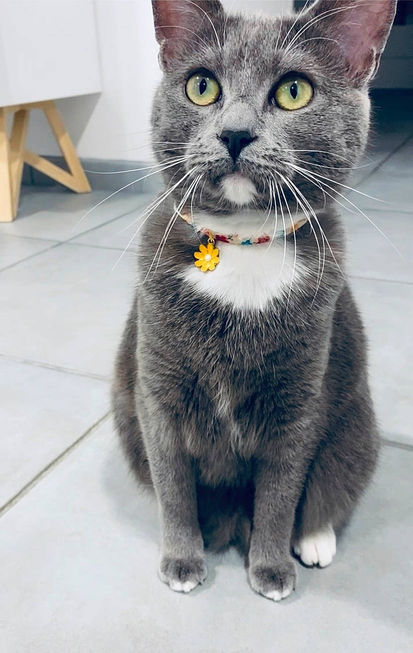 Saga a rejoint le concours — aidez-le/la à gagner de superbes lots ! carnivore, cat, domestic_short_haired_cat, felidae, fur, grey, paw, puzzle, small_to_medium_sized_cats, snout, tail, terrestrial_animal, whiskers, window