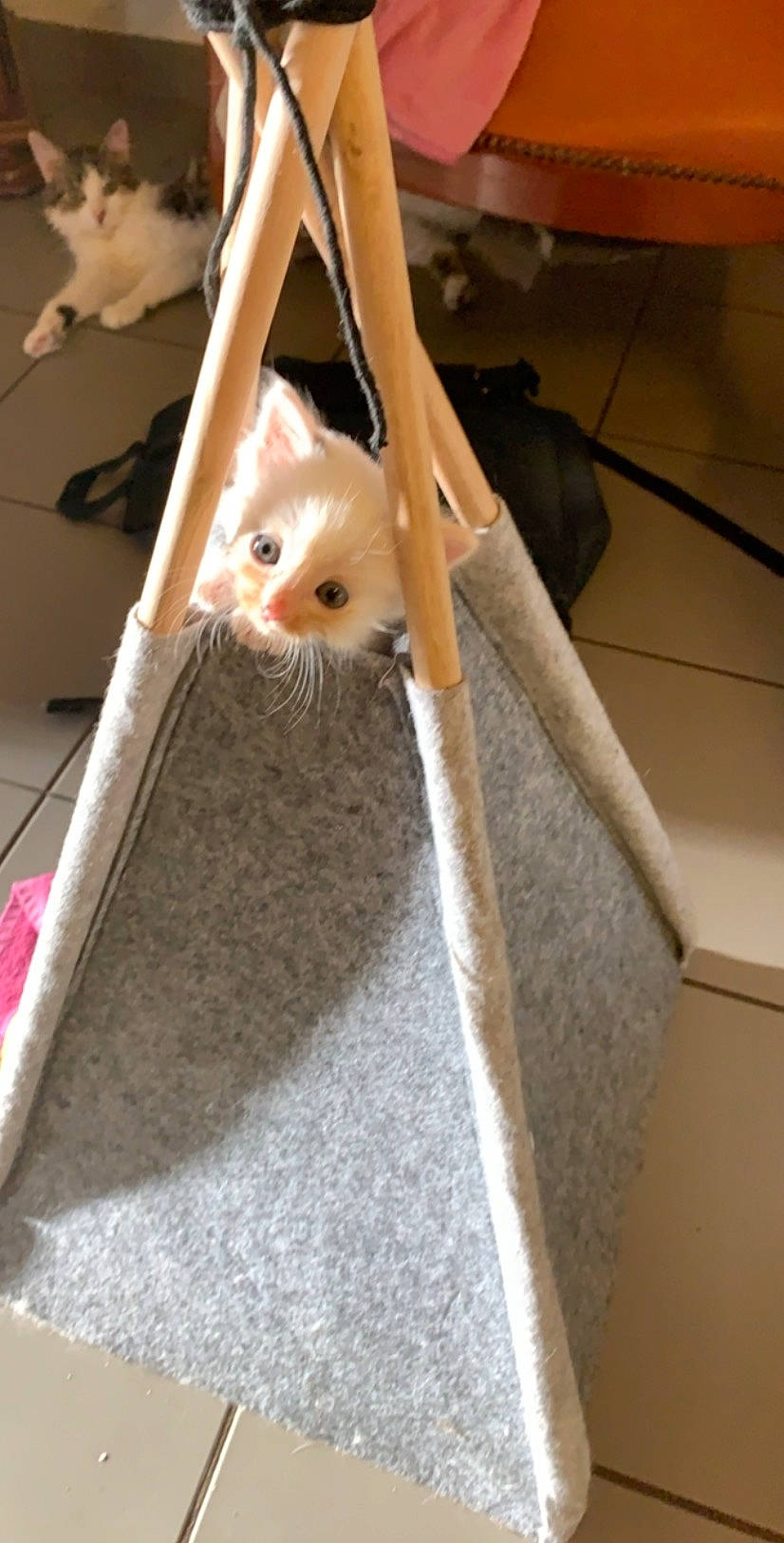 Funny a rejoint le concours — aidez-le/la à gagner de superbes lots ! cat, fawn, felidae, kitten, small_to_medium_sized_cats, turkish_angora, turkish_van, whiskers