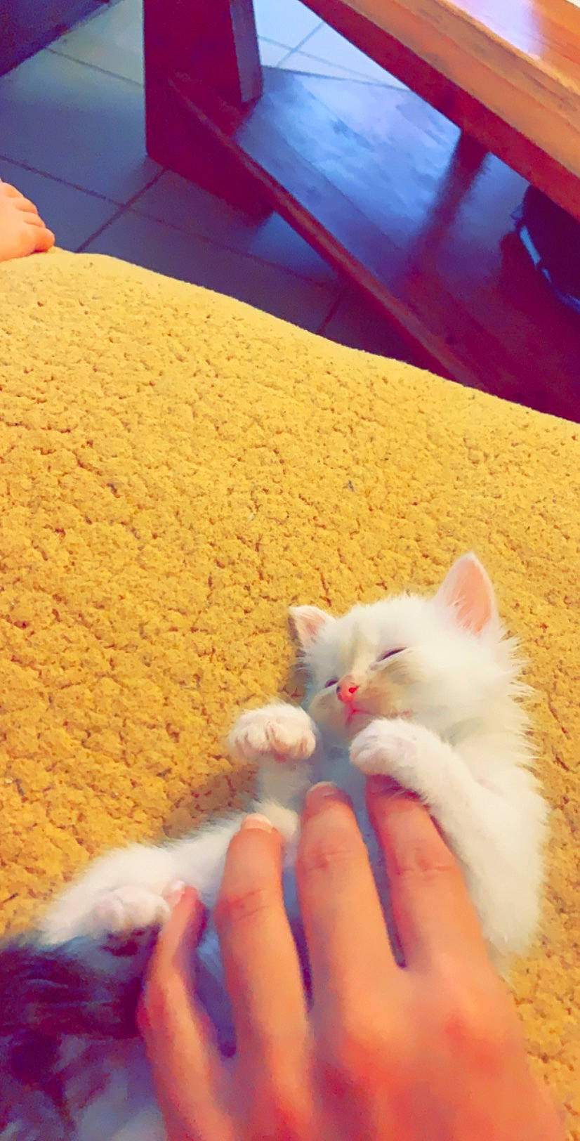 Funny participe au concours pour gagner de l'argent avec cette photo : asian, burmilla, carnivore, cat, colorpoint_shorthair, domestic_short_haired_cat, fawn, felidae, hand, kitten, mammal, nail, polydactyl_cat, sand, skin, small_to_medium_sized_cats, turkish_angora, turkish_van, whiskers