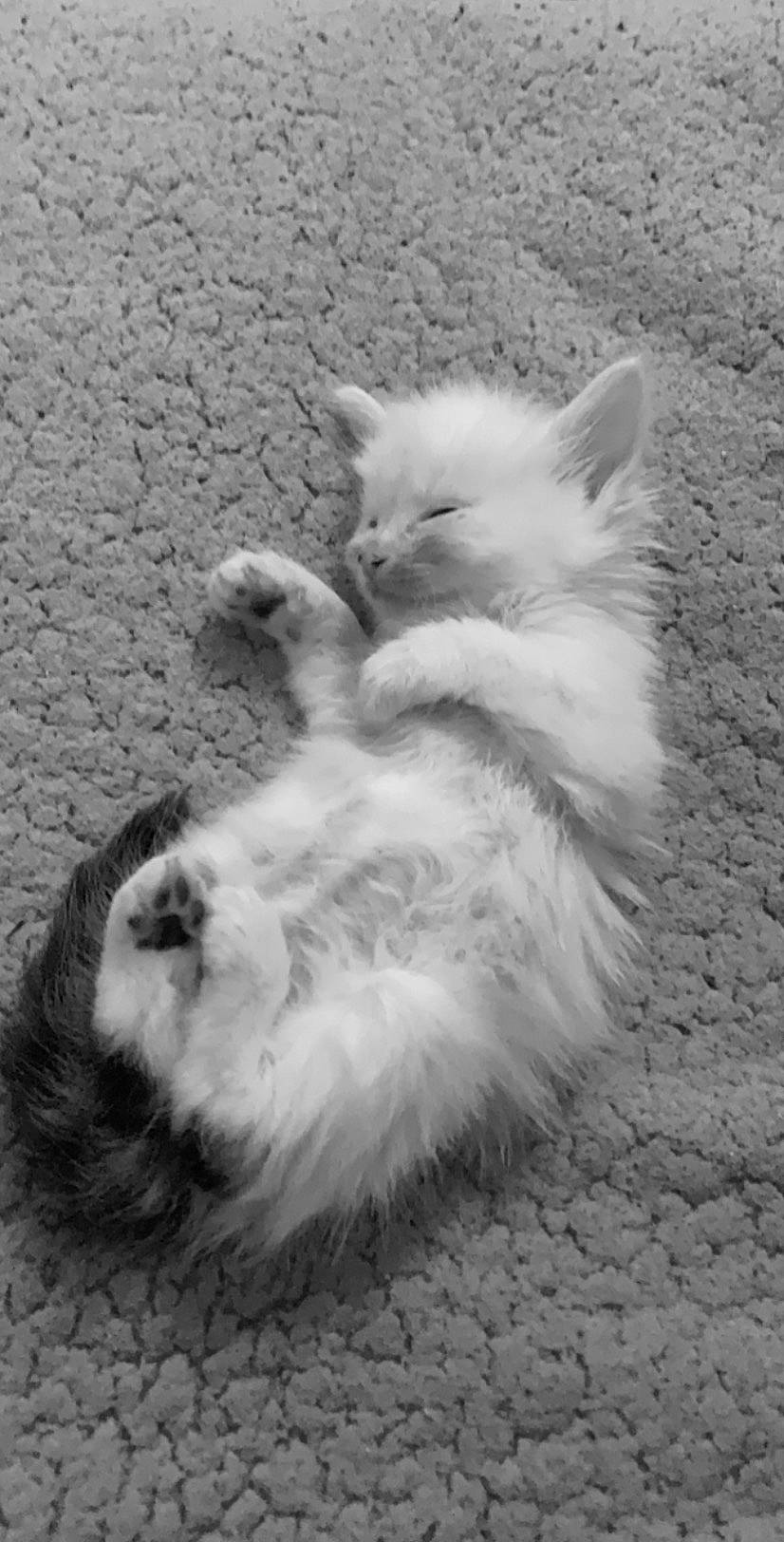 Funny participe au concours pour gagner de l'argent avec cette photo : black_and_white, british_longhair, british_semi_longhair, carnivore, cat, domestic_long_haired_cat, ear, felidae, fur, kitten, mammal, monochrome, paw, persian, ragdoll, small_to_medium_sized_cats, tail, turkish_angora, whiskers, white