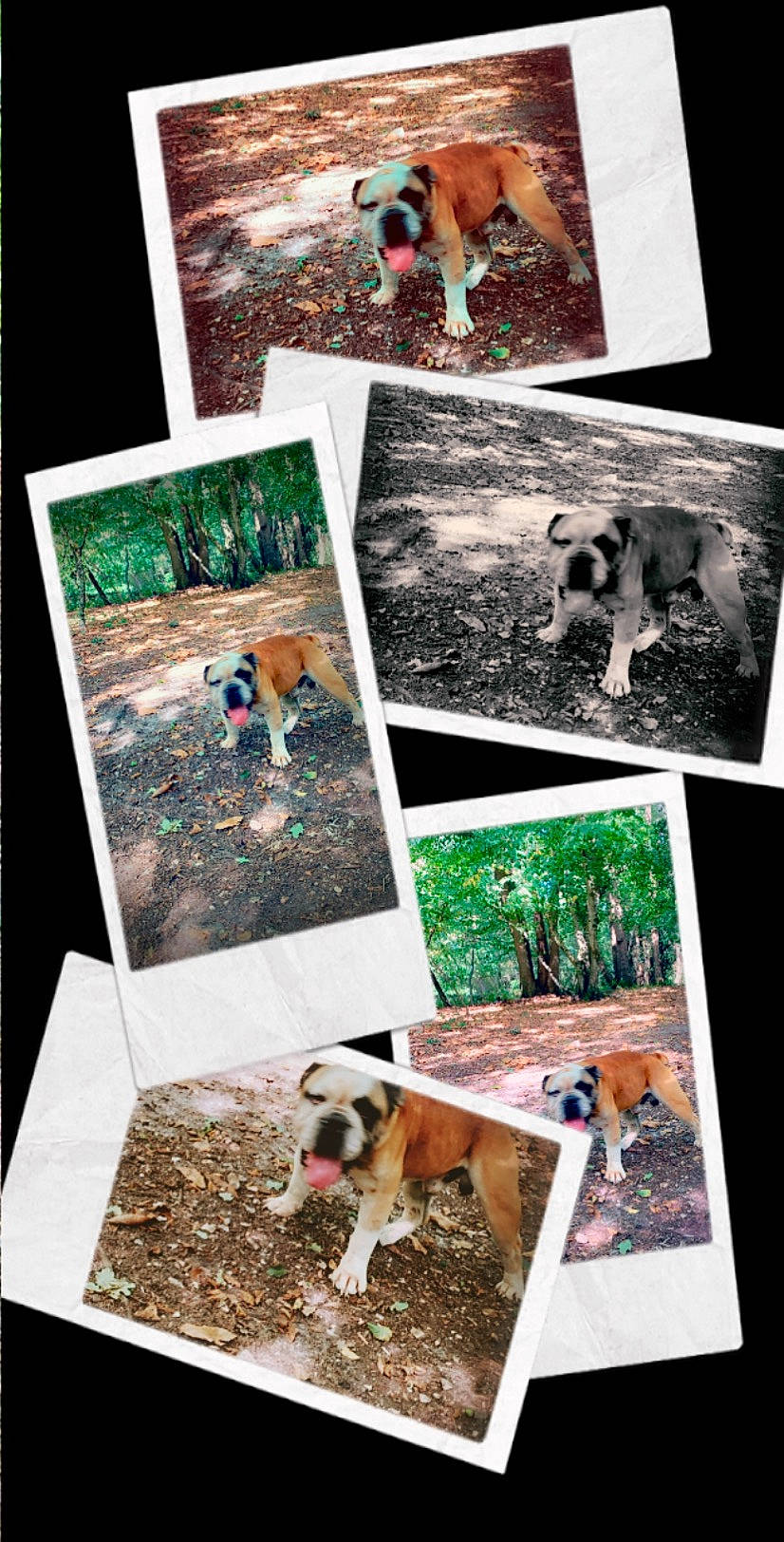 Nelson a rejoint le concours — aidez-le/la à gagner de superbes lots ! art, australian_shepherd, boxer, canidae, carnivore, collage, dog, dog_breed, fawn, hunting_dog, mountain_cur, photograph, soil, treeing_walker_coonhound