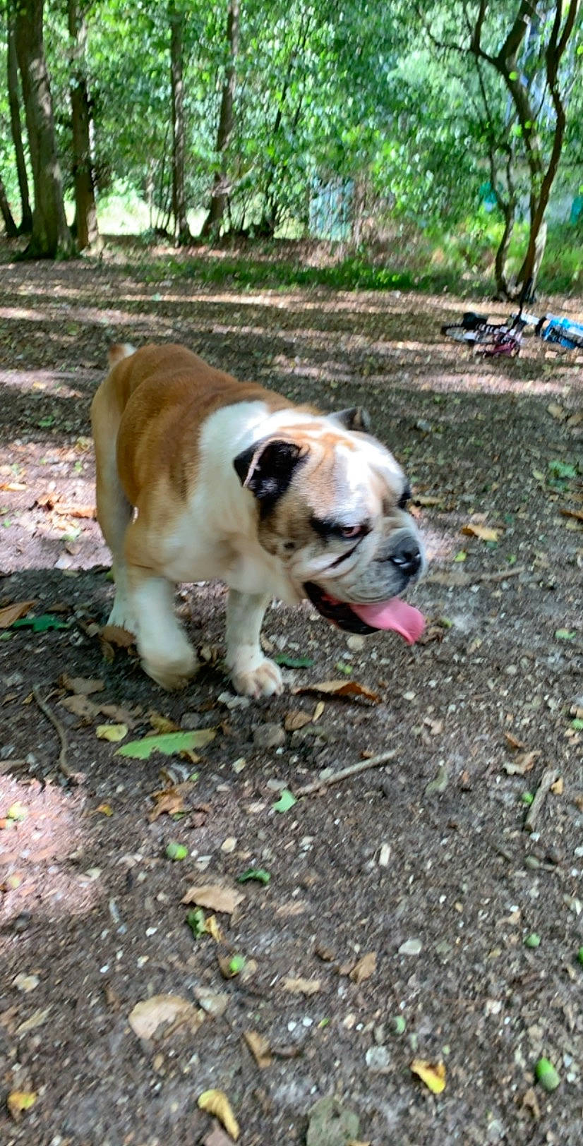Nelson a rejoint le concours — aidez-le/la à gagner de superbes lots ! australian_bulldog, british_bulldogs, bulldog, canidae, carnivore, companion_dog, dog, dog_breed, dorset_olde_tyme_bulldogge, fawn, grass, mammal, non_sporting_group, old_english_bulldog, olde_english_bulldogge, rare_breed_dog, snout, sporting_group, toy_bulldog, vertebrate