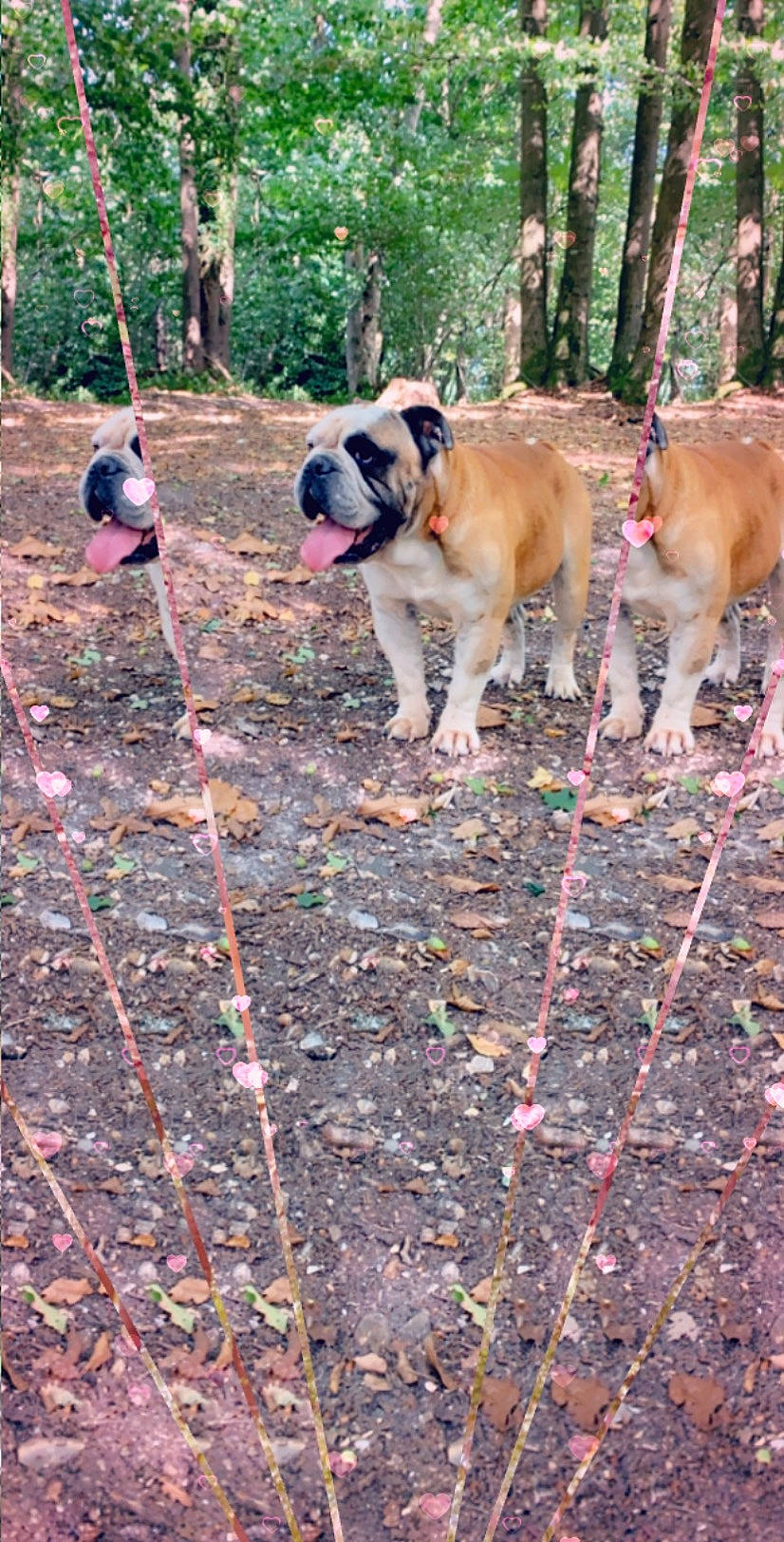 Nelson participe au concours pour gagner de l'argent avec cette photo : boerboel, canidae, carnivore, dog, dog_breed, fawn, grass, mammal, pug, vertebrate, working_dog