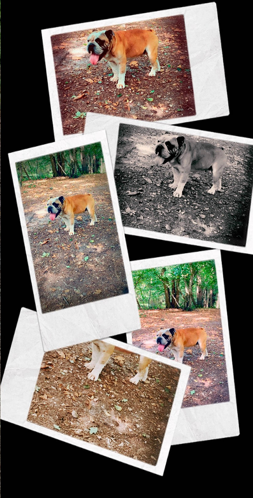 Nelson participe au concours pour gagner de l'argent avec cette photo : adaptation, canidae, collage, compost, fawn, soil