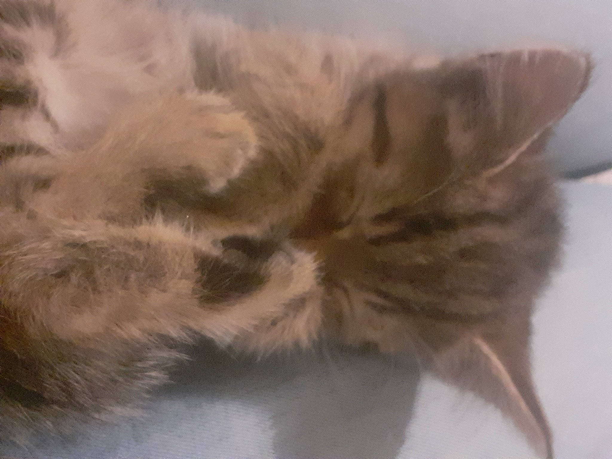 Samy participe au concours pour gagner de l'argent avec cette photo : art, carnivore, cat, claw, fawn, felidae, fur, paw, small_to_medium_sized_cats, snout, tail, whiskers