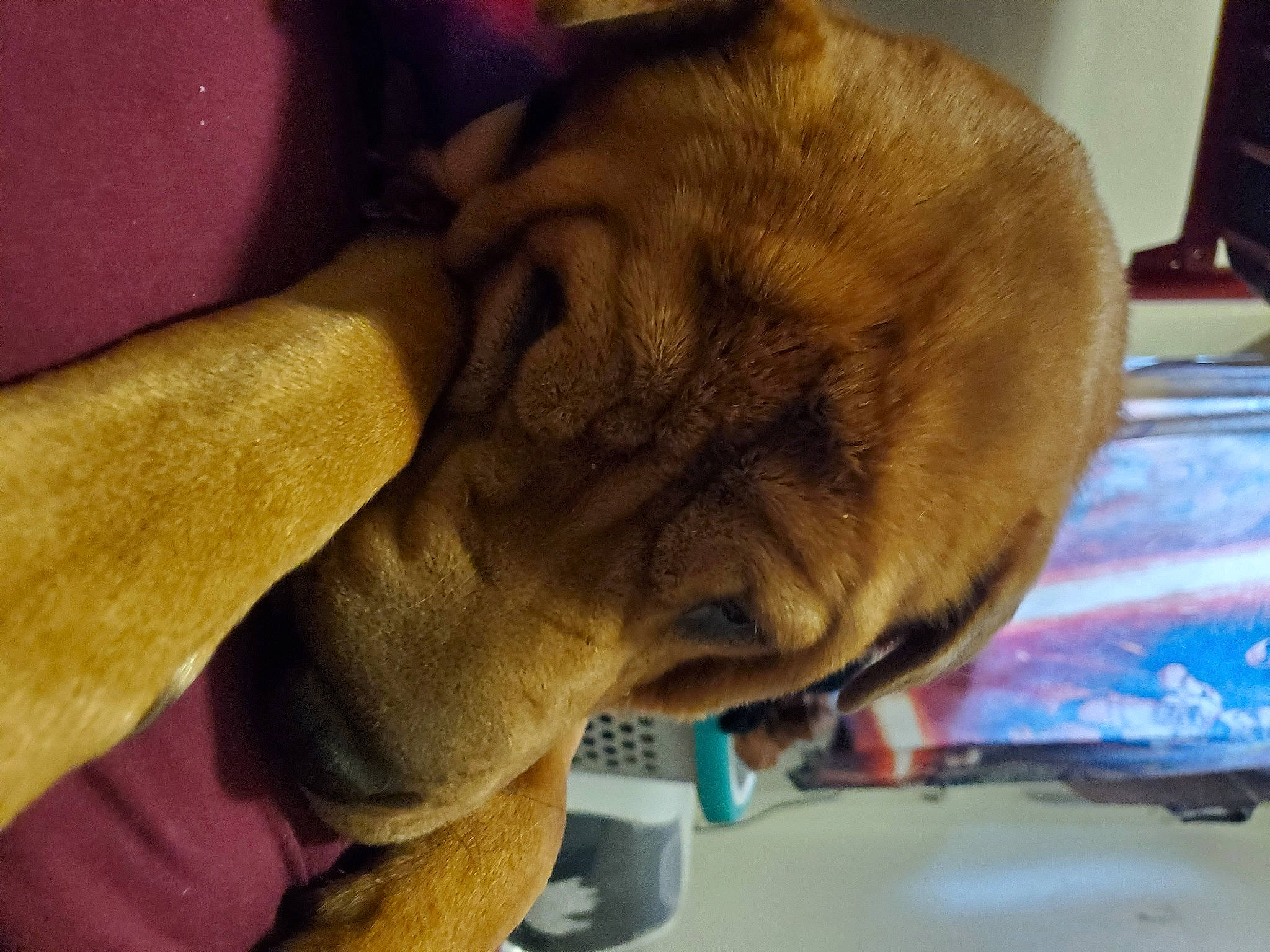 Grizzly joined the competition — help win amazing prizes! canidae, carnivore, dog, dog_breed, dogue_de_bordeaux, ear, fawn, guard_dog, mammal, non_sporting_group, old_english_bulldog, ori_pei, puppy, shar_pei, snout, wrinkle