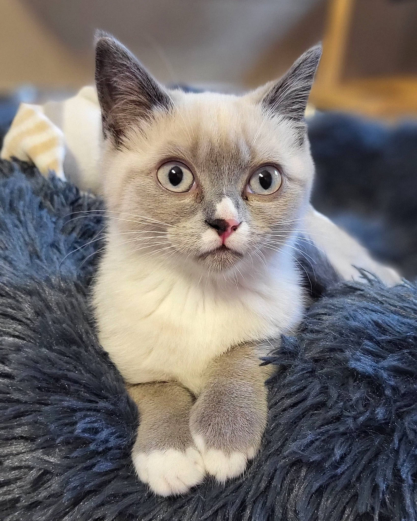 Luna participe au concours pour gagner de l'argent avec cette photo : carnivore, cat, cat_supply, claw, comfort, domestic_short_haired_cat, event, fawn, felidae, fur, paw, small_to_medium_sized_cats, snout, tail, terrestrial_animal, whiskers