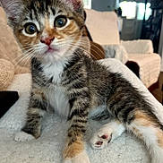 Penne is registered to the contest to win money with this photo: kitten, cat, tabby, pet, animal, cute, curious, whiskers, paws, indoor, cozy, blanket, fur, young, sitting, closeup, eyes, feline, home, soft