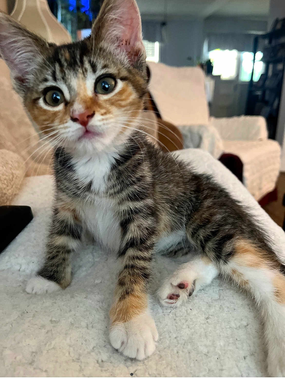 Penne is registered to the contest to win money with this photo: kitten, cat, tabby, pet, animal, cute, curious, whiskers, paws, indoor, cozy, blanket, fur, young, sitting, closeup, eyes, feline, home, soft