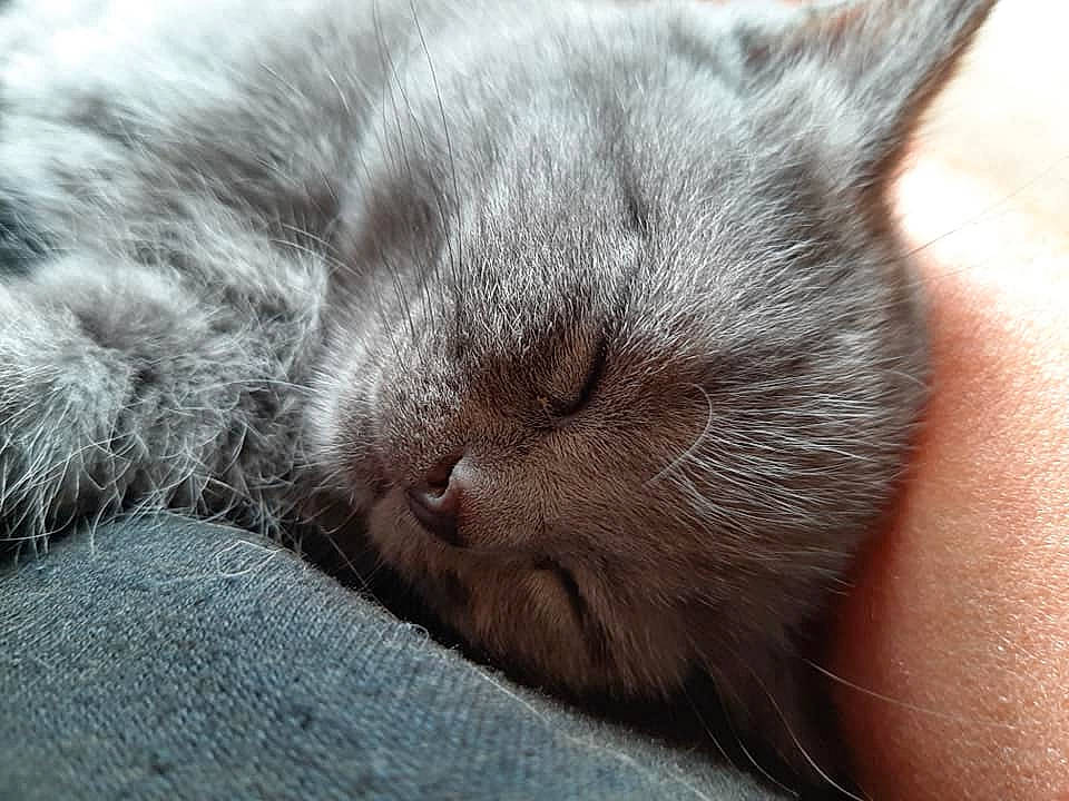 Lena joined the competition — help win amazing prizes! asian, british_semi_longhair, british_shorthair, carnivore, cat, chartreux, close_up, domestic_short_haired_cat, felidae, fur, korat, mammal, nap, nebelung, nose, sleep, small_to_medium_sized_cats, snout, vertebrate, whiskers