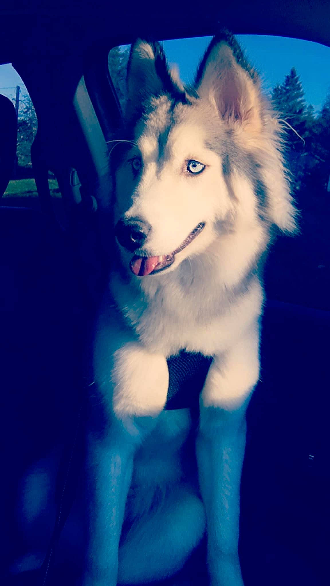 Lola is registered to the contest to win money with this photo: ancient_dog_breeds, blue, canidae, canis, carnivore, companion_dog, dog, dog_breed, electric_blue, flash_photography, fur, happy, herding_dog, mammal, shadow, snout, sporting_group, whiskers, working_animal, working_dog