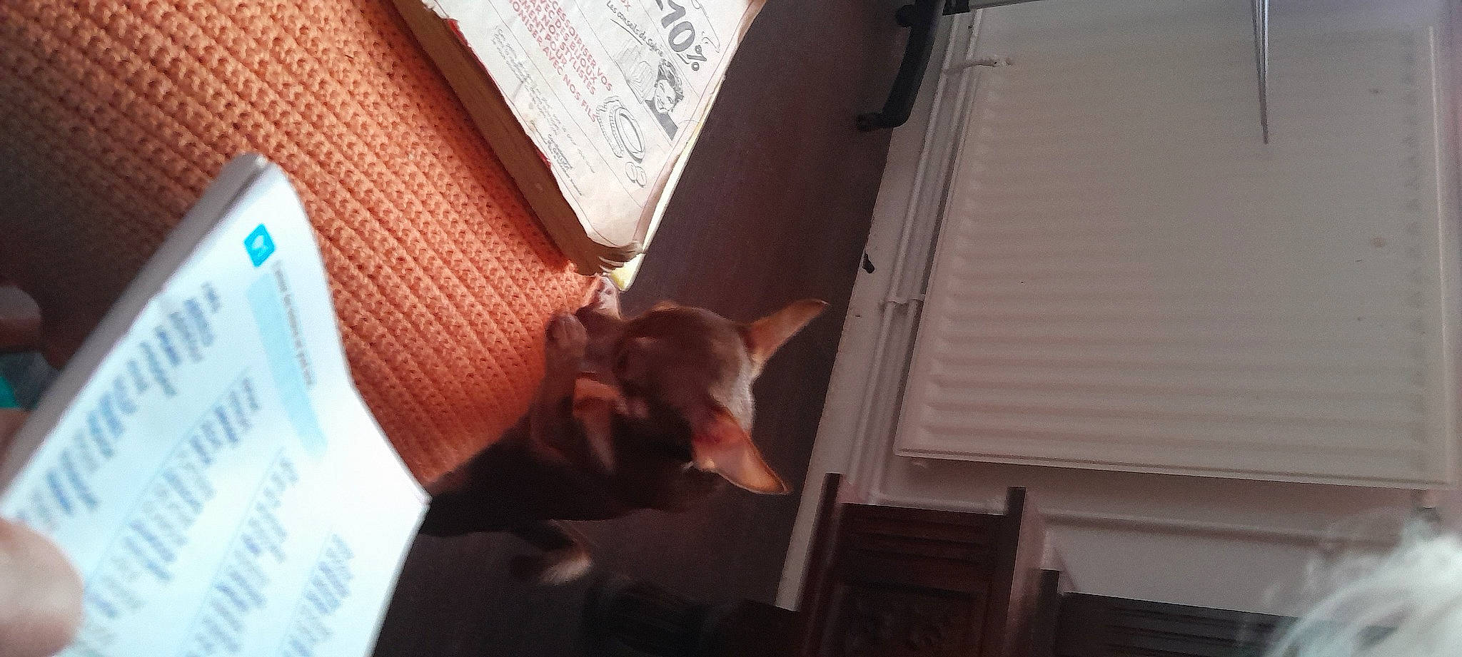 Ukita a rejoint le concours — aidez-le/la à gagner de superbes lots ! brown, canidae, carnivore, comfort, companion_dog, dog, dog_breed, fawn, felidae, hardwood, mammal, pet_supply, small_to_medium_sized_cats, snout, sporting_group, tail, tints_and_shades, toy_dog, whiskers, wood