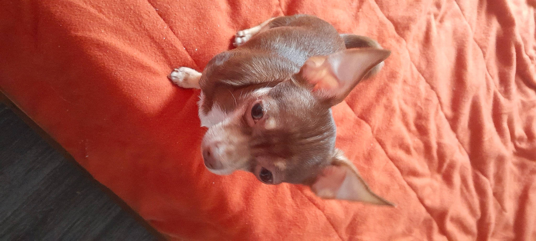 Ukita participe au concours pour gagner de l'argent avec cette photo : brown, carnivore, close_up, comfort, companion_dog, dog, dog_breed, ear, fawn, fur, liver, non_sporting_group, petal, snout, sporting_group, terrestrial_animal, toy_dog, whiskers, wood, working_animal