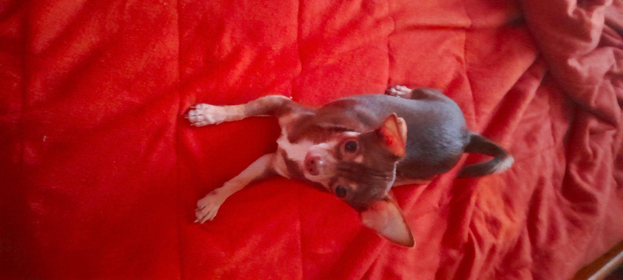 Ukita a rejoint le concours — aidez-le/la à gagner de superbes lots ! canidae, carnivore, chihuahua, comfort, companion_dog, dog, dog_breed, ear, fawn, felidae, fur, liver, paw, puppy, snout, sporting_group, tail, toy_dog, whiskers, working_animal