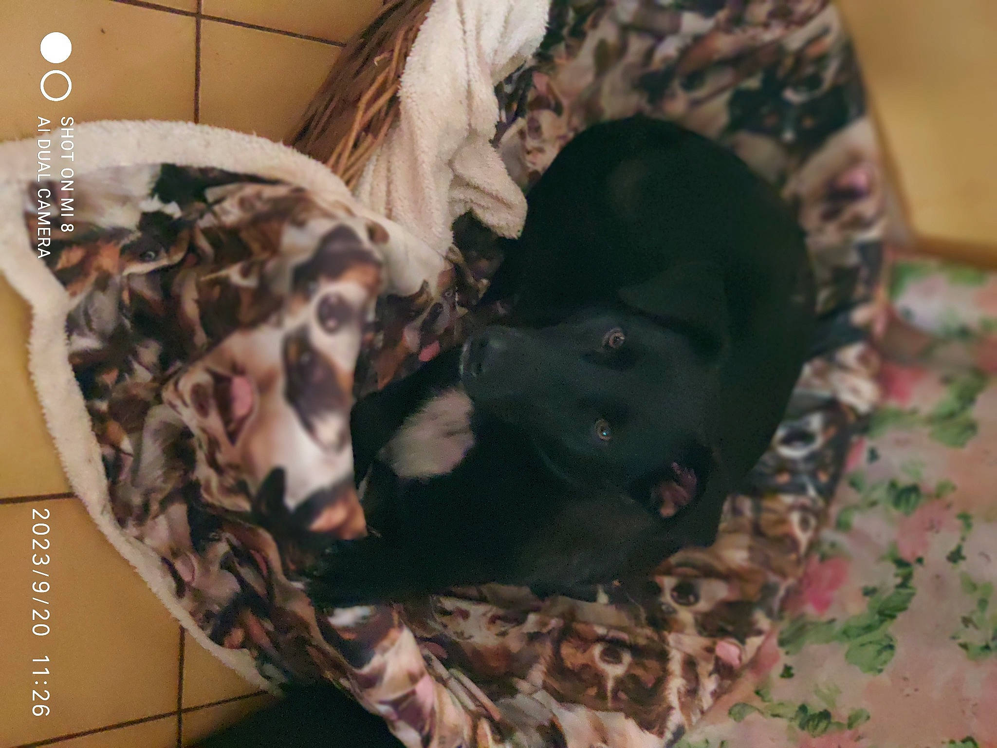 Simba a rejoint le concours — aidez-le/la à gagner de superbes lots ! bed, canidae, carnivore, comfort, companion_dog, dog, dog_breed, fawn, felidae, fur, liver, military_camouflage, pattern, paw, small_to_medium_sized_cats, sporting_group, tail, terrestrial_animal, toy_dog, whiskers