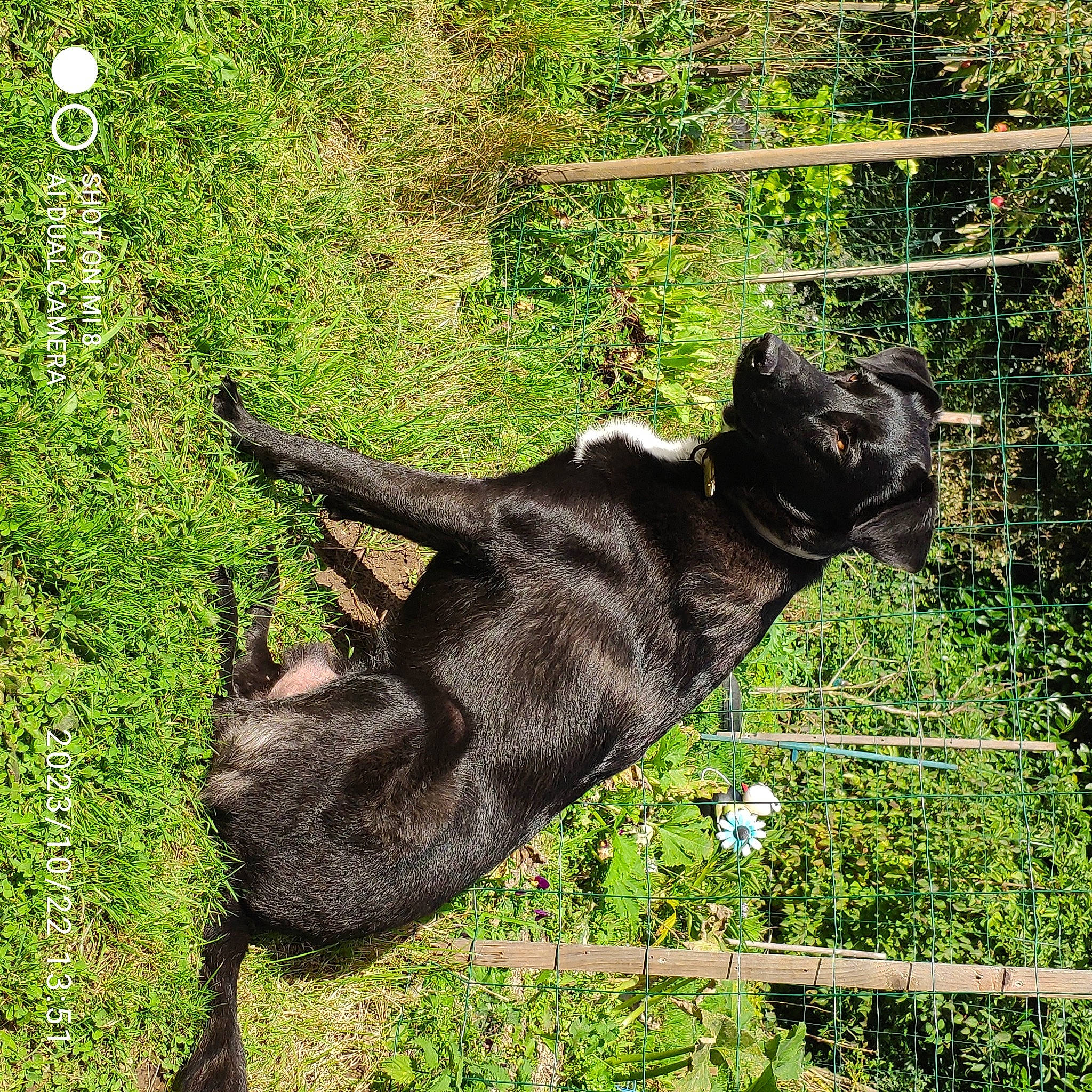 Simba participe au concours pour gagner de l'argent avec cette photo : canidae, carnivore, dog, dog_breed, fawn, felidae, fence, fur, grass, groundcover, guard_dog, liver, non_sporting_group, plant, snout, sporting_group, tail, terrestrial_animal, wire_fencing, working_animal