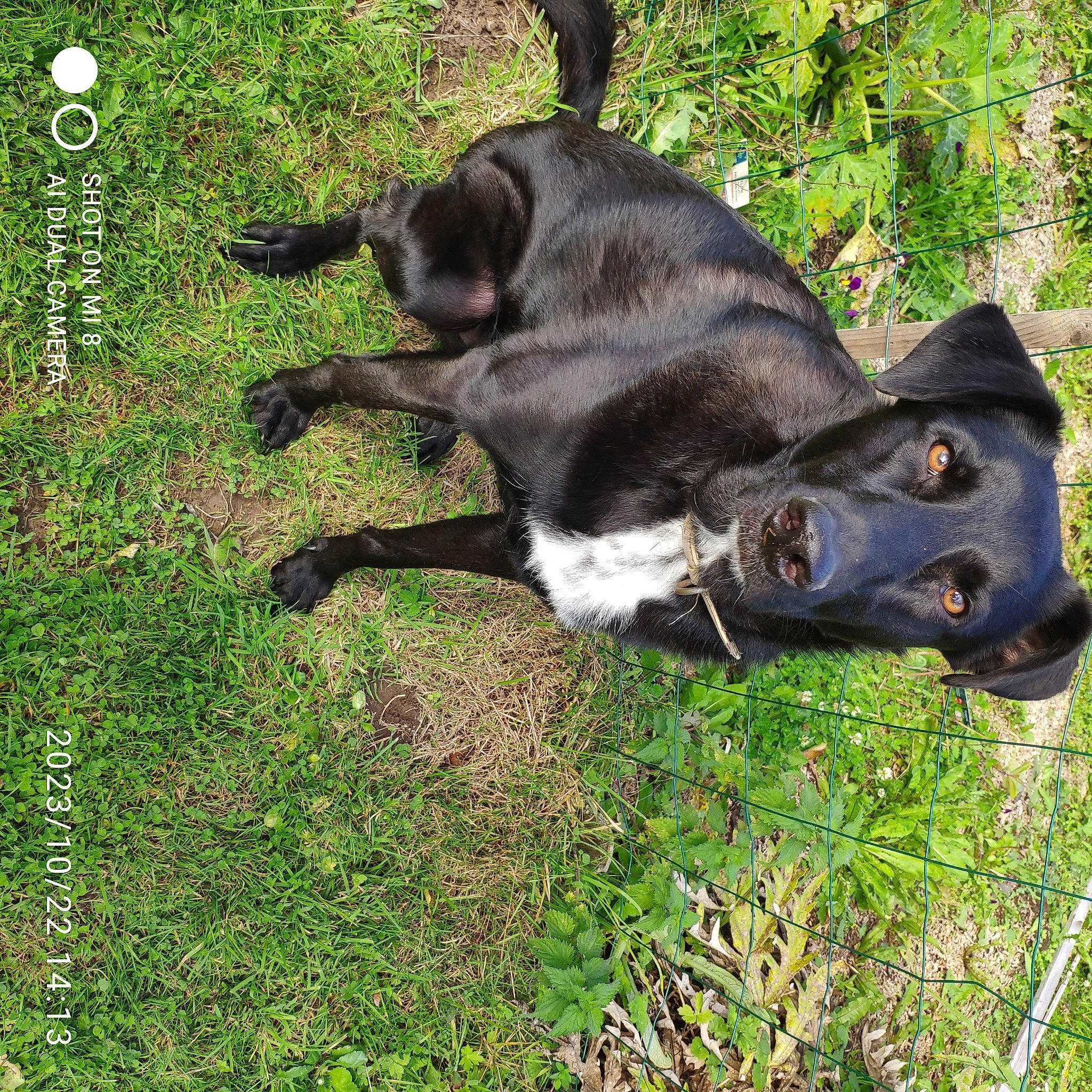 Simba participe au concours pour gagner de l'argent avec cette photo : borador, canidae, carnivore, collar, companion_dog, dog, dog_breed, dog_collar, fawn, fur, grass, groundcover, liver, non_sporting_group, plant, snout, sporting_group, tail, terrestrial_animal, working_animal