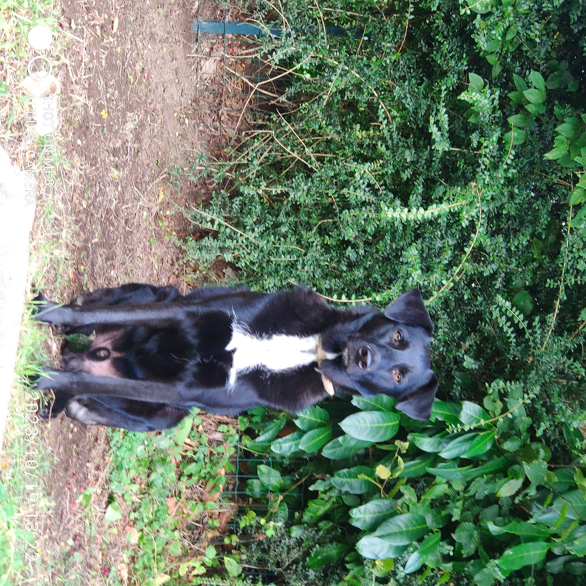 Simba participe au concours pour gagner de l'argent avec cette photo : bovine, canidae, carnivore, dog_breed, fawn, felidae, grass, groundcover, plant, shrub, small_to_medium_sized_cats, snout, sporting_group, tail, terrestrial_animal, terrestrial_plant, tree, trunk, vegetation, working_animal