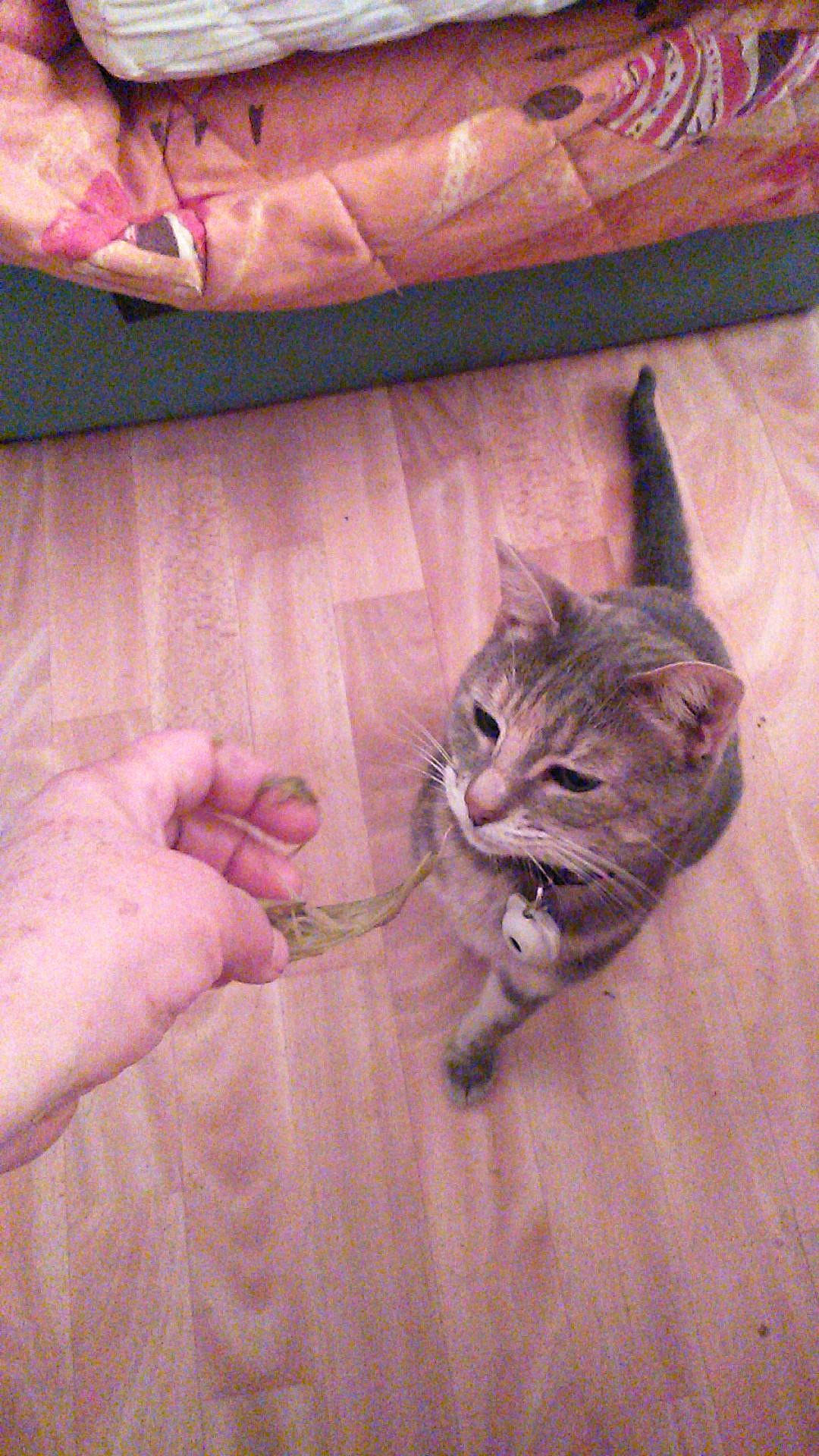 Tigresse participe au concours pour gagner de l'argent avec cette photo : carnivore, cat, claw, comfort, domestic_short_haired_cat, fawn, felidae, flooring, fur, gesture, hardwood, linens, nail, paw, small_to_medium_sized_cats, tail, whiskers, wood