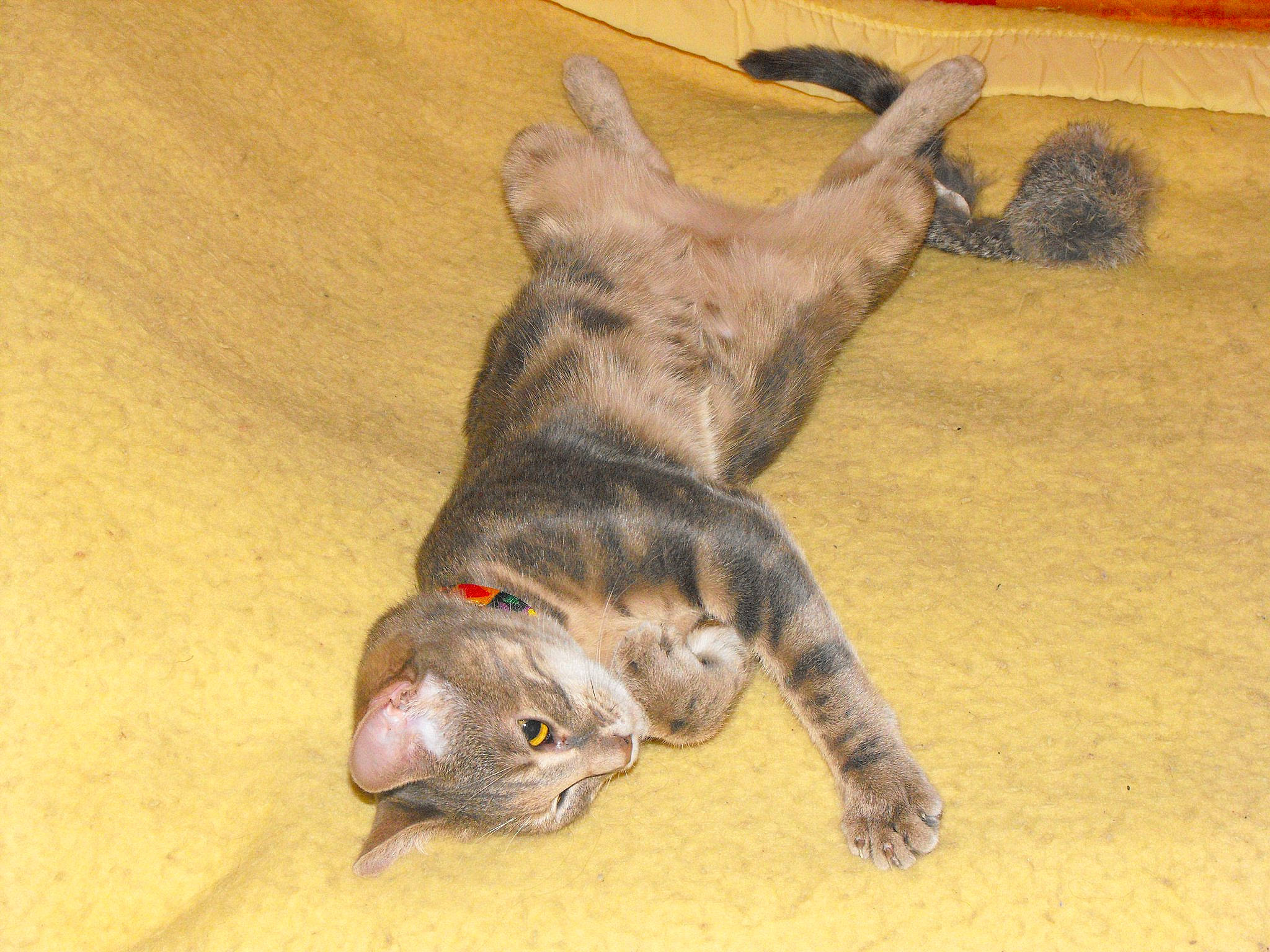 Tigresse participe au concours pour gagner de l'argent avec cette photo : canidae, carnivore, cat, cat_toy, claw, dog_breed, domestic_short_haired_cat, fawn, felidae, flooring, foot, fur, hardwood, paw, small_to_medium_sized_cats, sporting_group, tail, terrestrial_animal, whiskers, wood