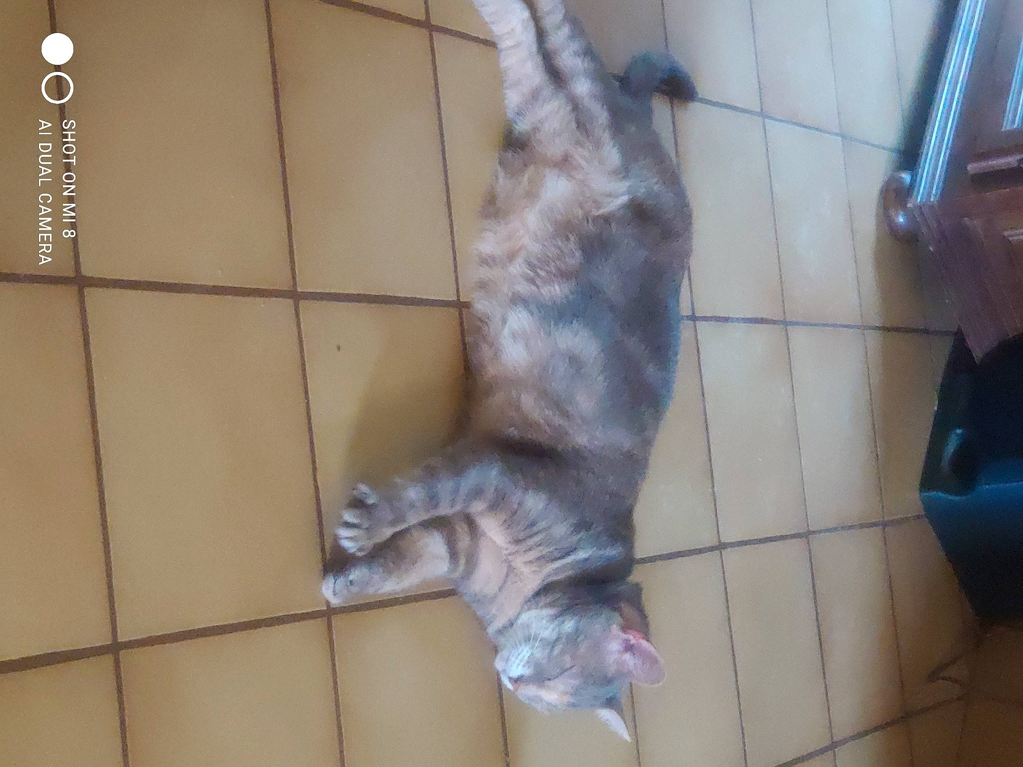 Tigresse a rejoint le concours — aidez-le/la à gagner de superbes lots ! carnivore, cat, claw, dog_breed, domestic_short_haired_cat, felidae, floor, flooring, fur, hardwood, paw, small_to_medium_sized_cats, snout, sporting_group, tail, whiskers, wood