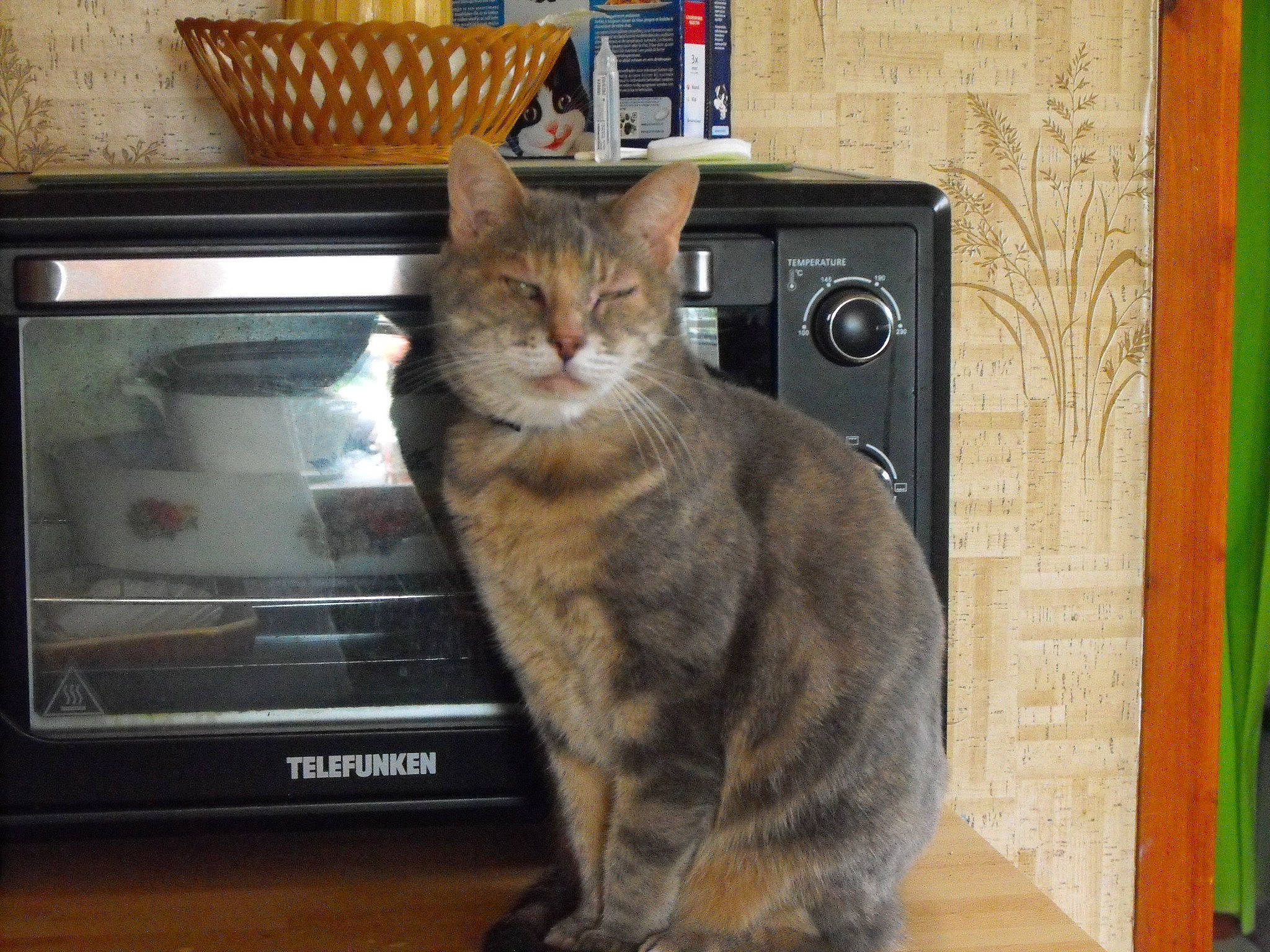 Tigresse participe au concours pour gagner de l'argent avec cette photo : barrel, box, carnivore, cat, computer_monitor, display_device, domestic_short_haired_cat, electronic_device, felidae, flowerpot, fur, home_appliance, mammal, output_device, paw, small_to_medium_sized_cats, snout, tail, whiskers, wood