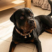 Ace a rejoint le concours — aidez-le/la à gagner de superbes lots ! rottweiler, dog, pet, indoor, floor, tile, table, furniture, collar, sunlight, brown, black, animal, canine, laying, resting, looking_up, home, cozy, domestic