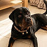 rottweiler, dog, pet, indoor, floor, tile, table, furniture, collar, sunlight, brown, black, animal, canine, laying, resting, looking_up, home, cozy, domestic